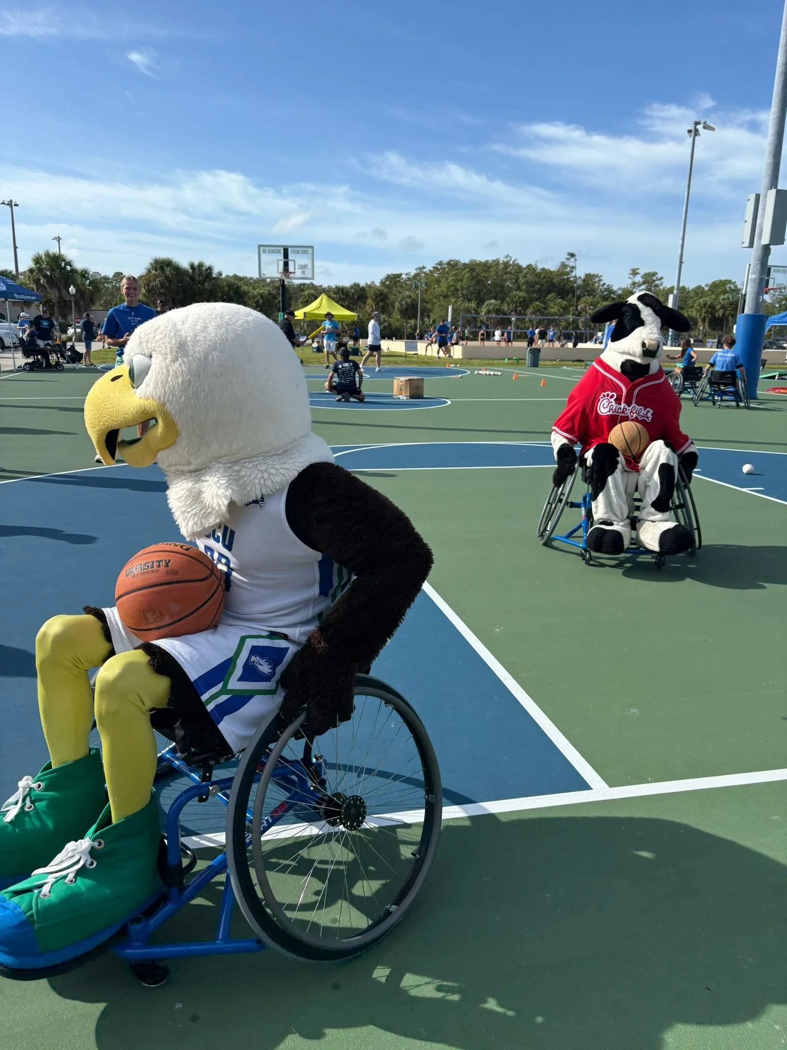 Image of FGCU Mascot- Azul and Chic-Fil-A mascot cow playing wheelchair basketball at FGCU Adaptive Sports Day 2025