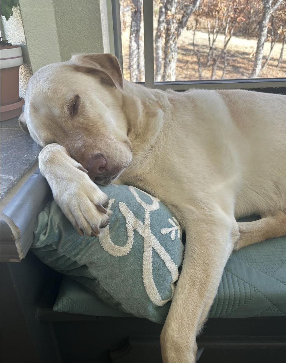 rover overnight housesitter.png