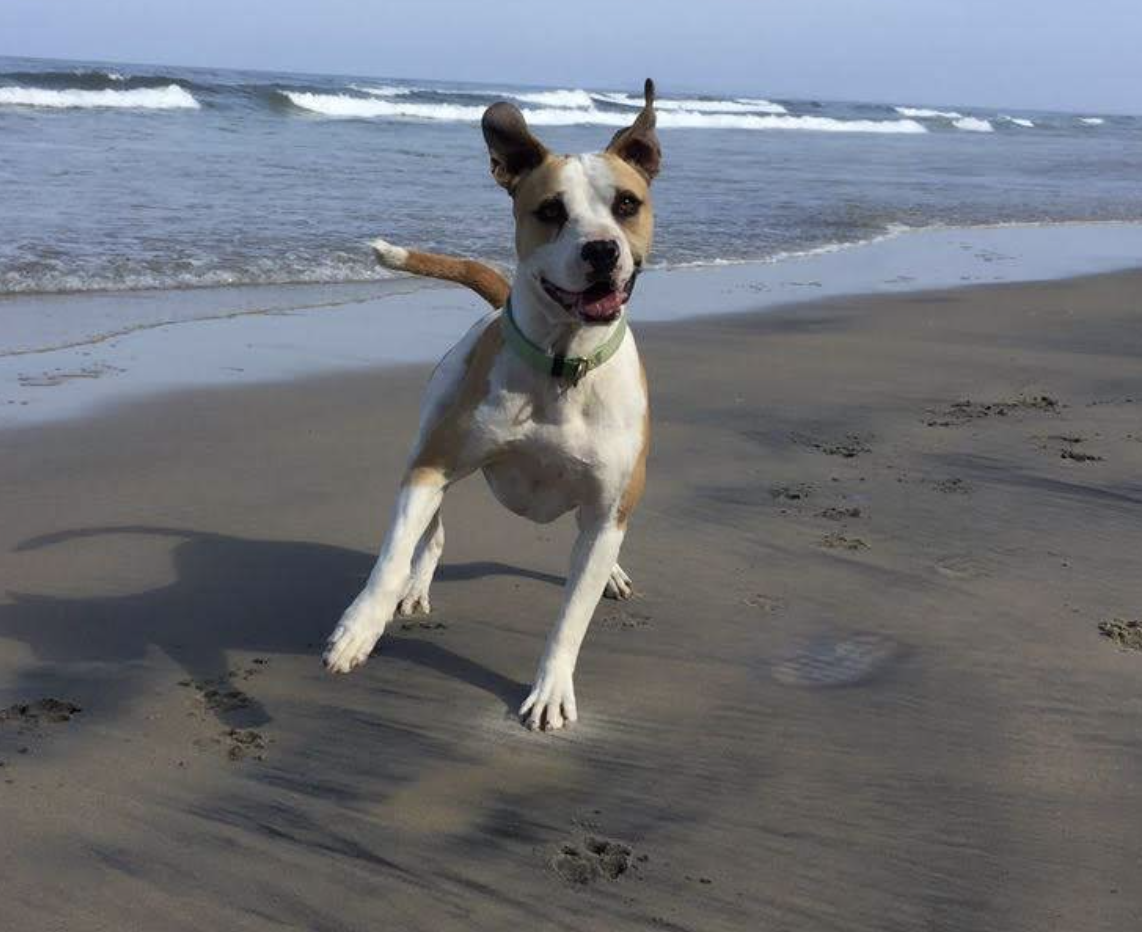 colorado dog sit.png