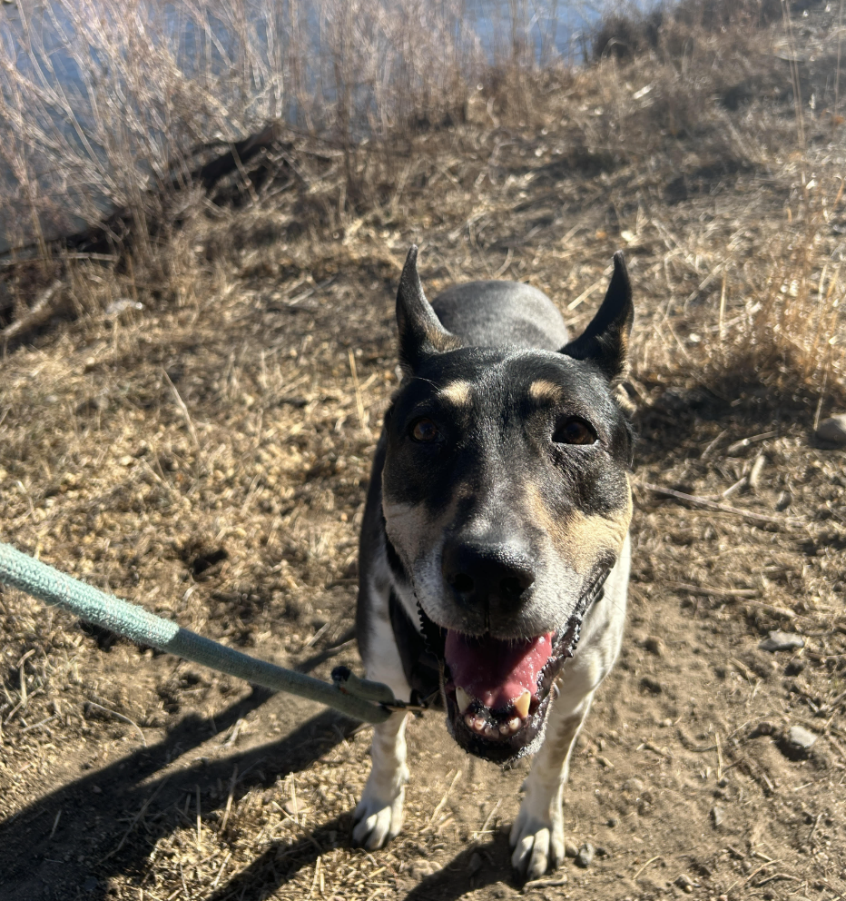 denver dog walker.png