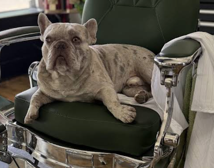 find a housesitter.png