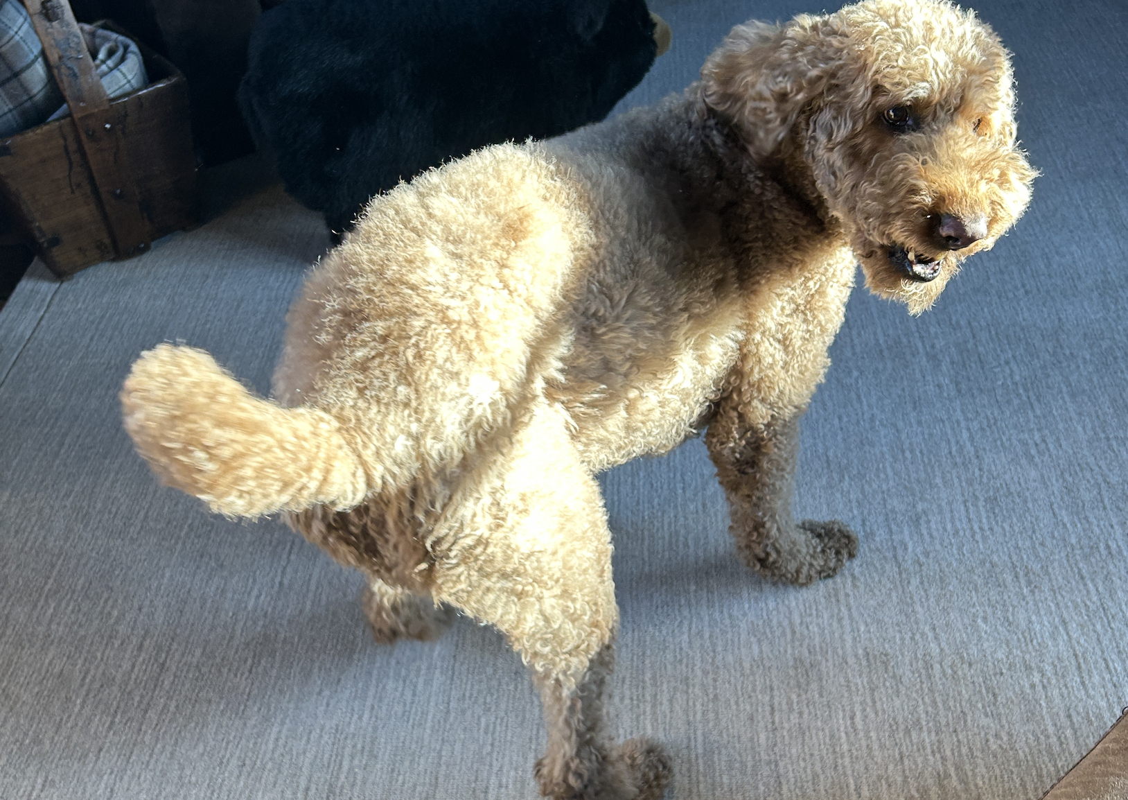 destination housesitter.png