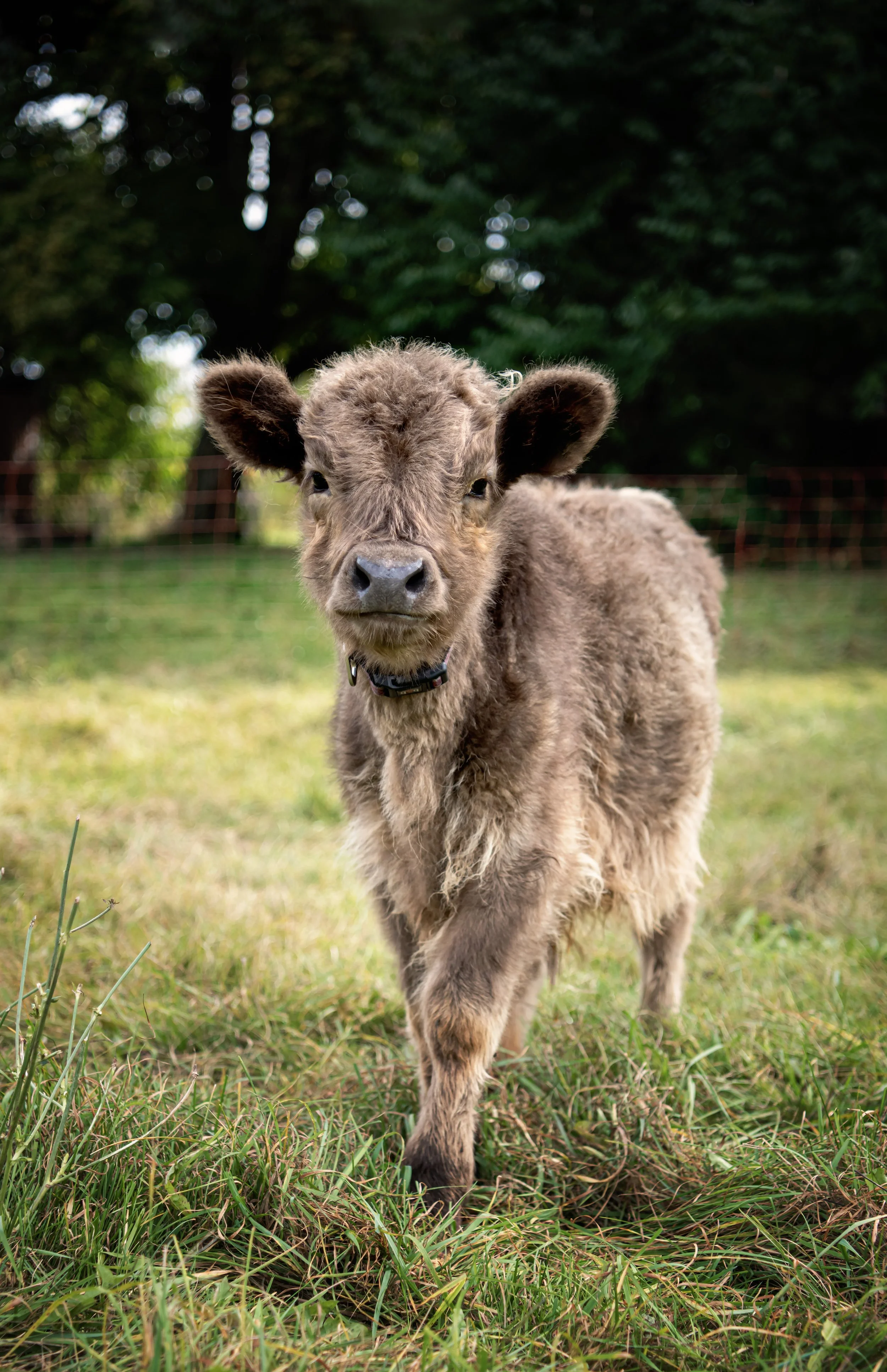 A baby Highland cow standing on green grass, facing the camera with ears perked up, in a park-like setting with trees in the background.