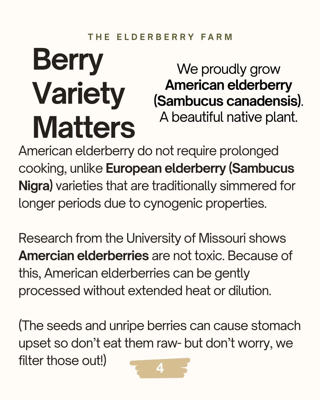 Information sign about American elderberries, highlighting their non-toxicity, ease of processing, and differences from European elderberries, from Elderberry Farm.
