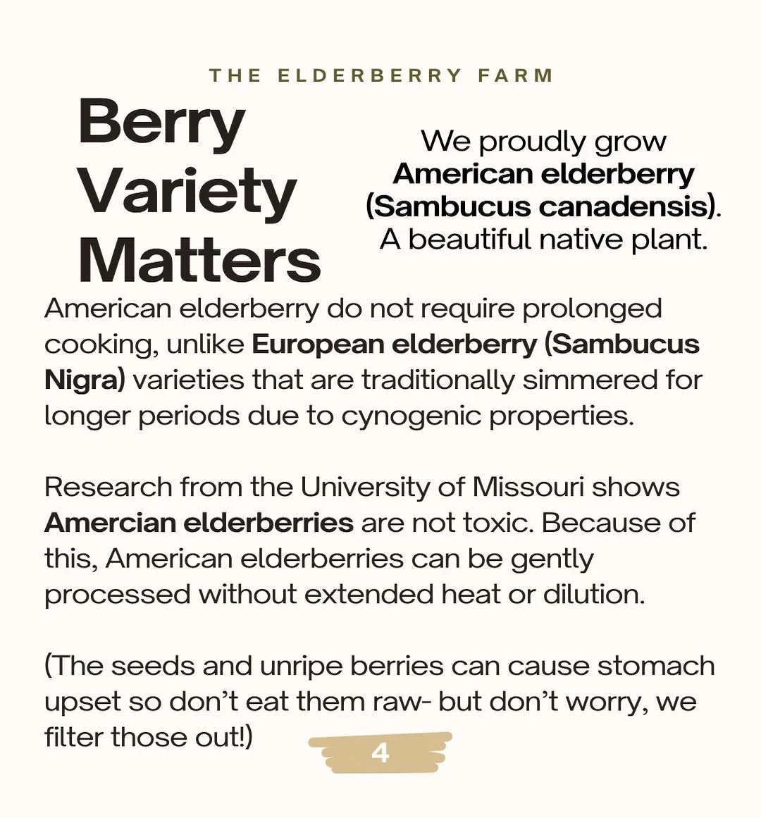 Information sign about American elderberries, highlighting their non-toxicity, ease of processing, and differences from European elderberries, from Elderberry Farm.