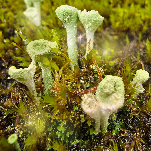 Close-up of green moss and lichen growing on soil, with some tiny plants and sparkles of light.