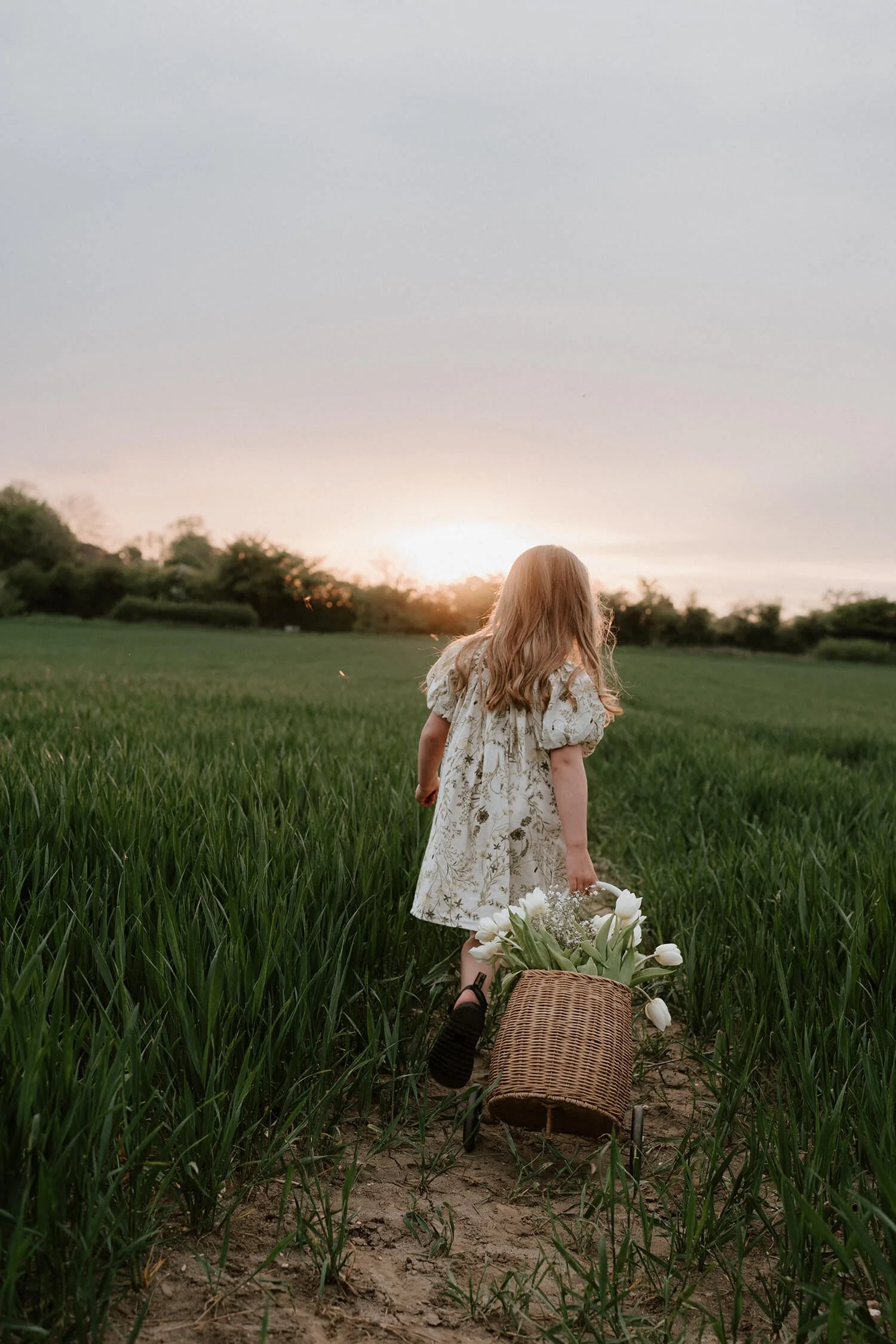 Young girl with red hair in a floral dress walking through a green field during sunset, pulling a wicker basket with white tulips.