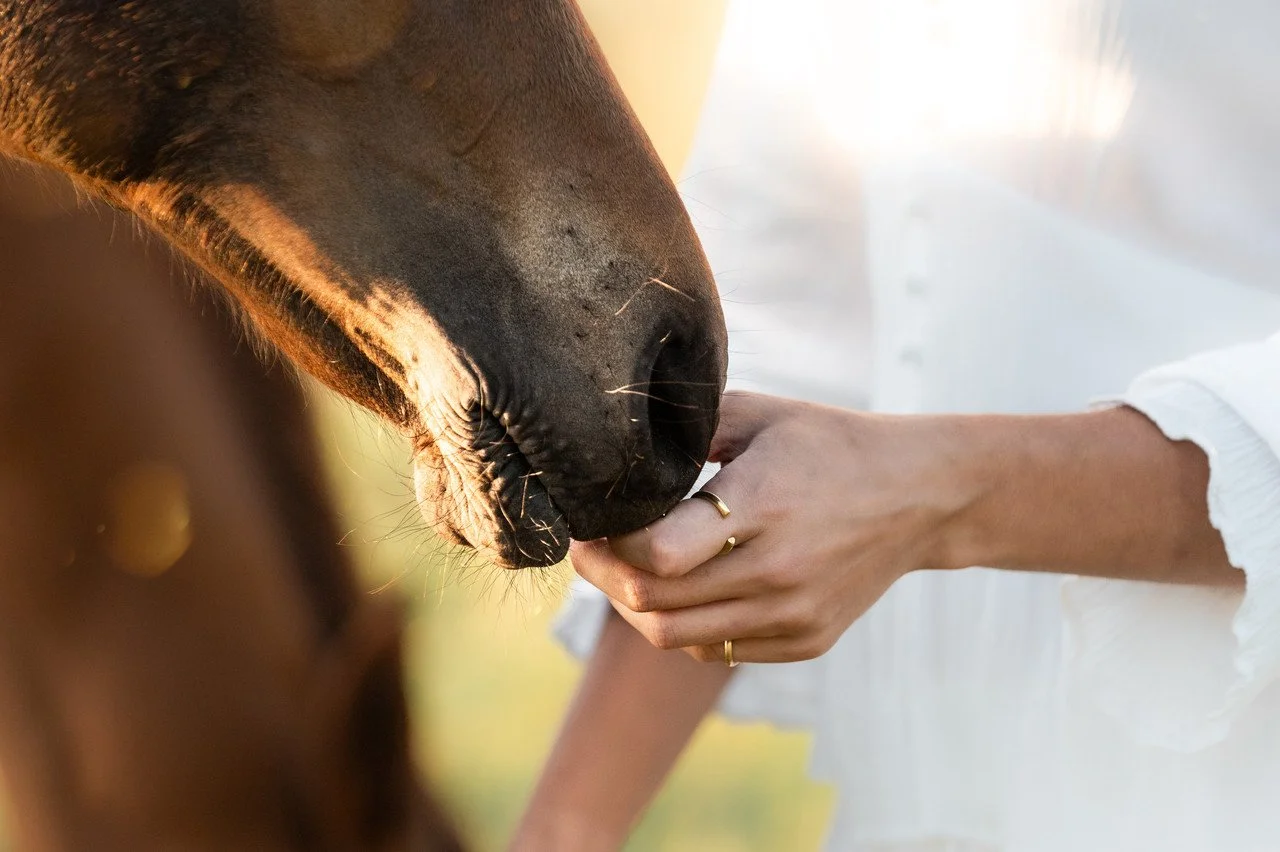 A person wearing a white sleeve is feeding a horse with their hand.