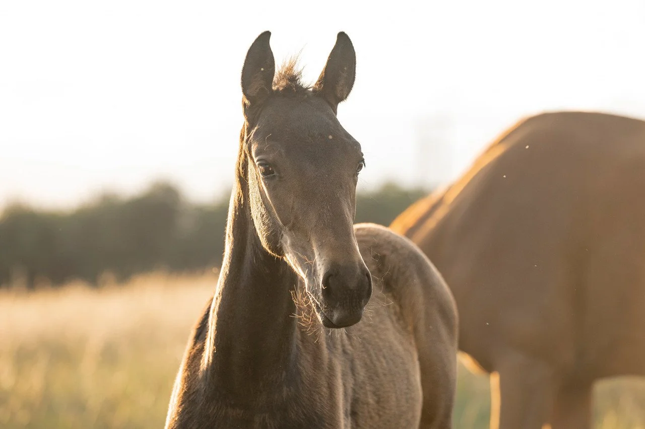 Young foal standing in sunlight, with an adult horse partially visible behind it, in a pasture.