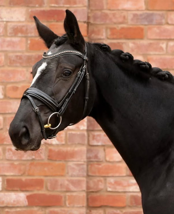 A black horse with a white stripe on its face, wearing a bridle, standing in front of a brick wall.