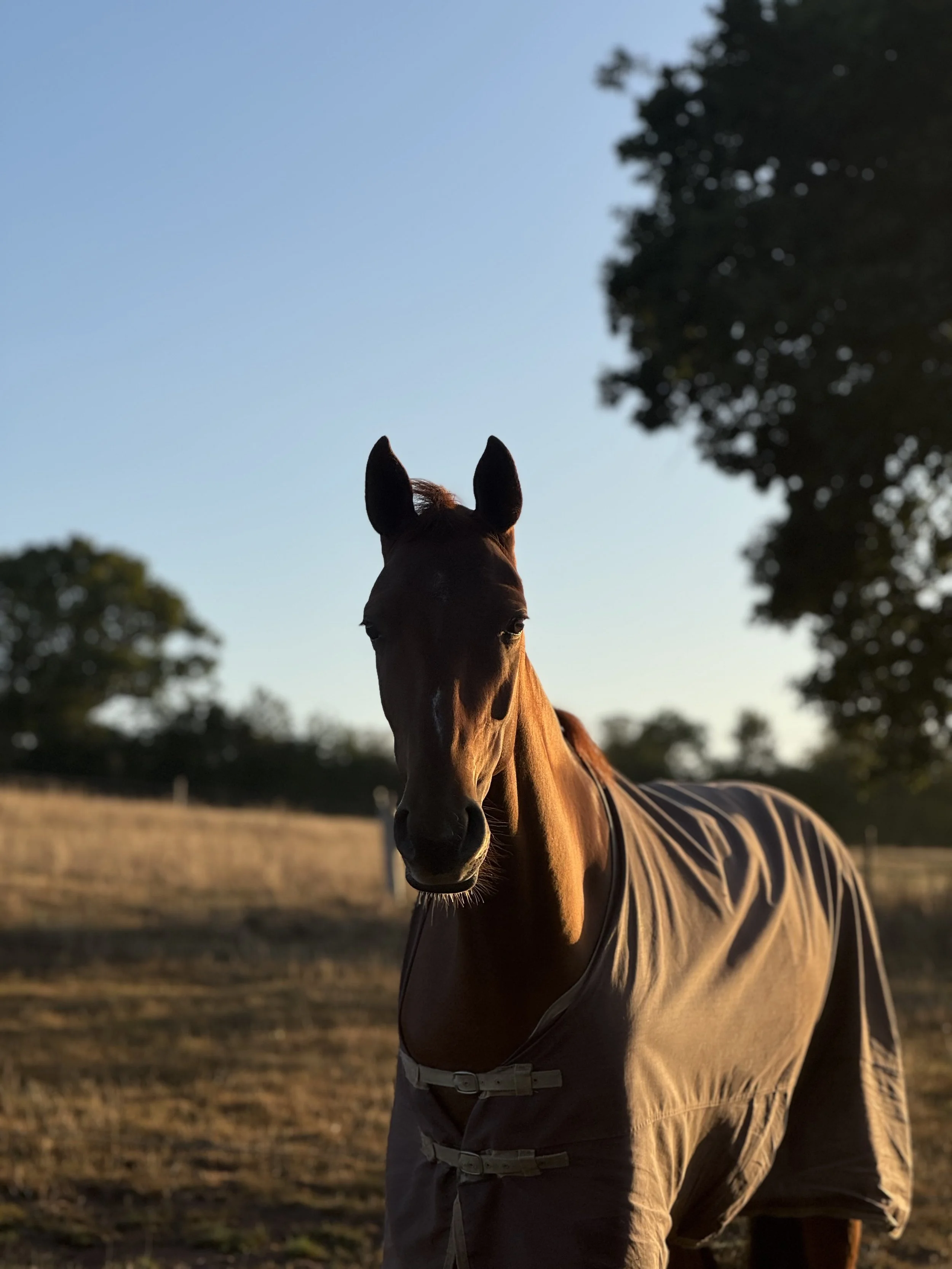 A horse standing in a field during sunset, wearing a blanket, with trees and a clear sky in the background.