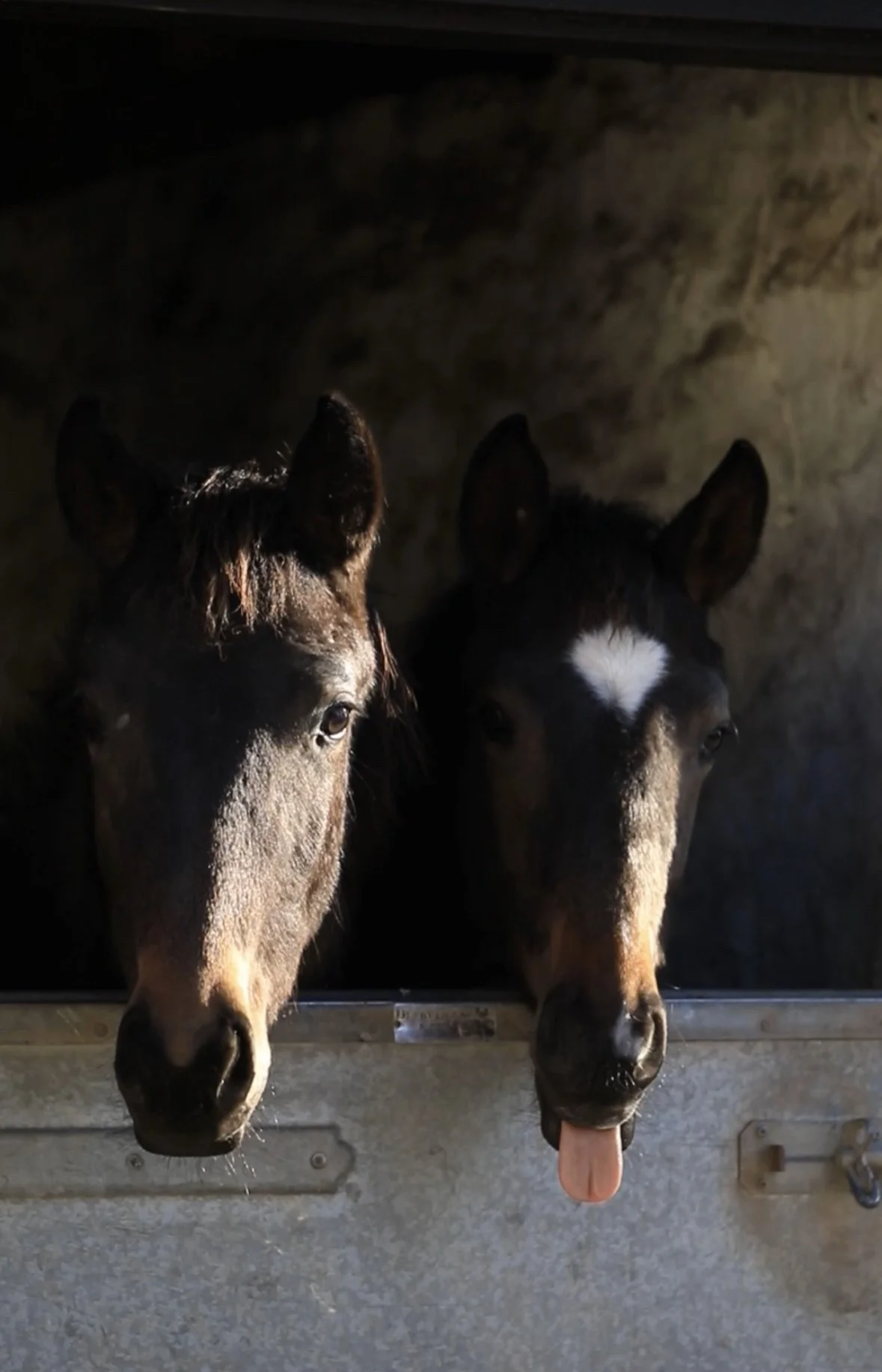Two young horses, or foals, peeking over a stable door, with one sticking its tongue out, inside a barn or stable.