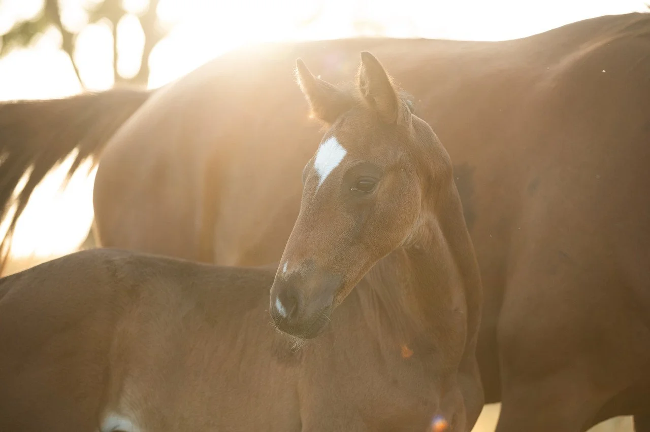 A close-up of a foal standing next to an adult horse during sunset.