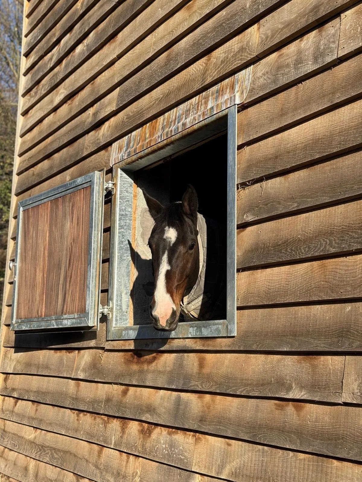 A close-up of a horse's head looking out of a window in a wooden barn.