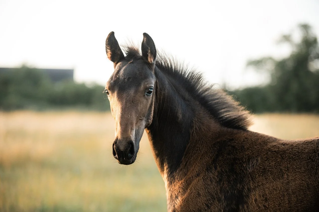 A young dark brown horse standing in a field with a blurred background of trees and sky.