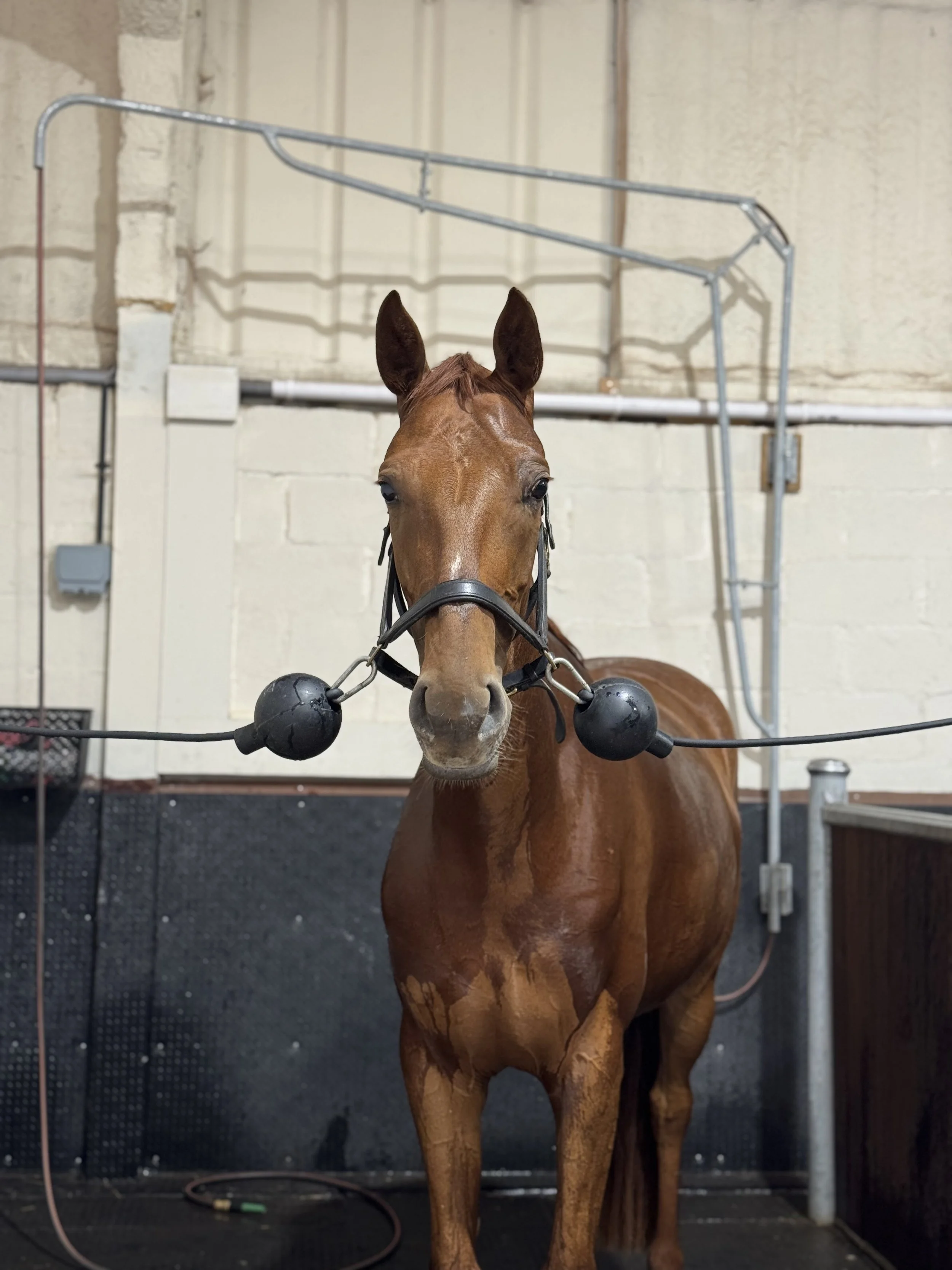 A horse stands in a grooming stall, facing forward. The horse is fitted with a bridle, and there are black rubber grooming balls around its nose. The background shows a white wall and some electrical wiring.