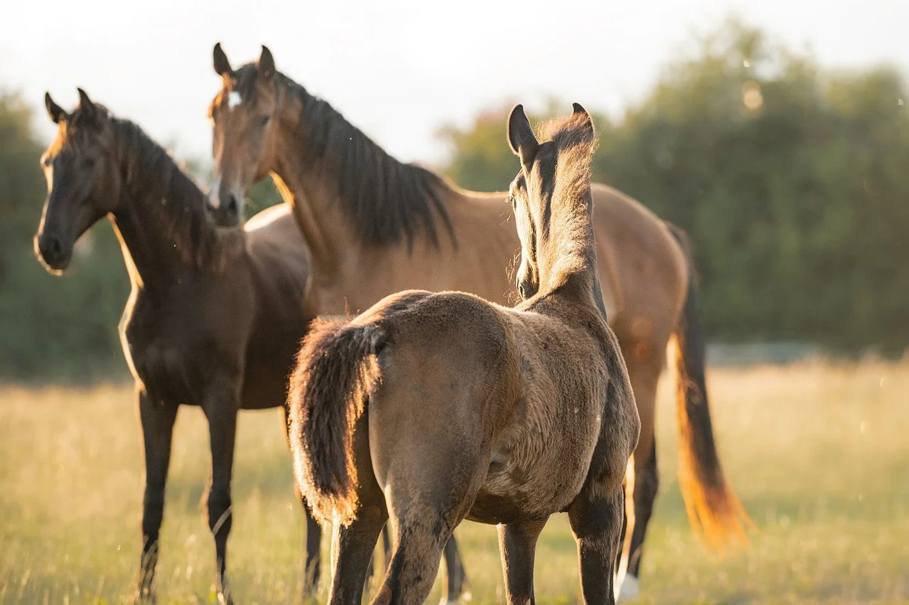 Three horses standing in a field during golden hour with trees in the background.