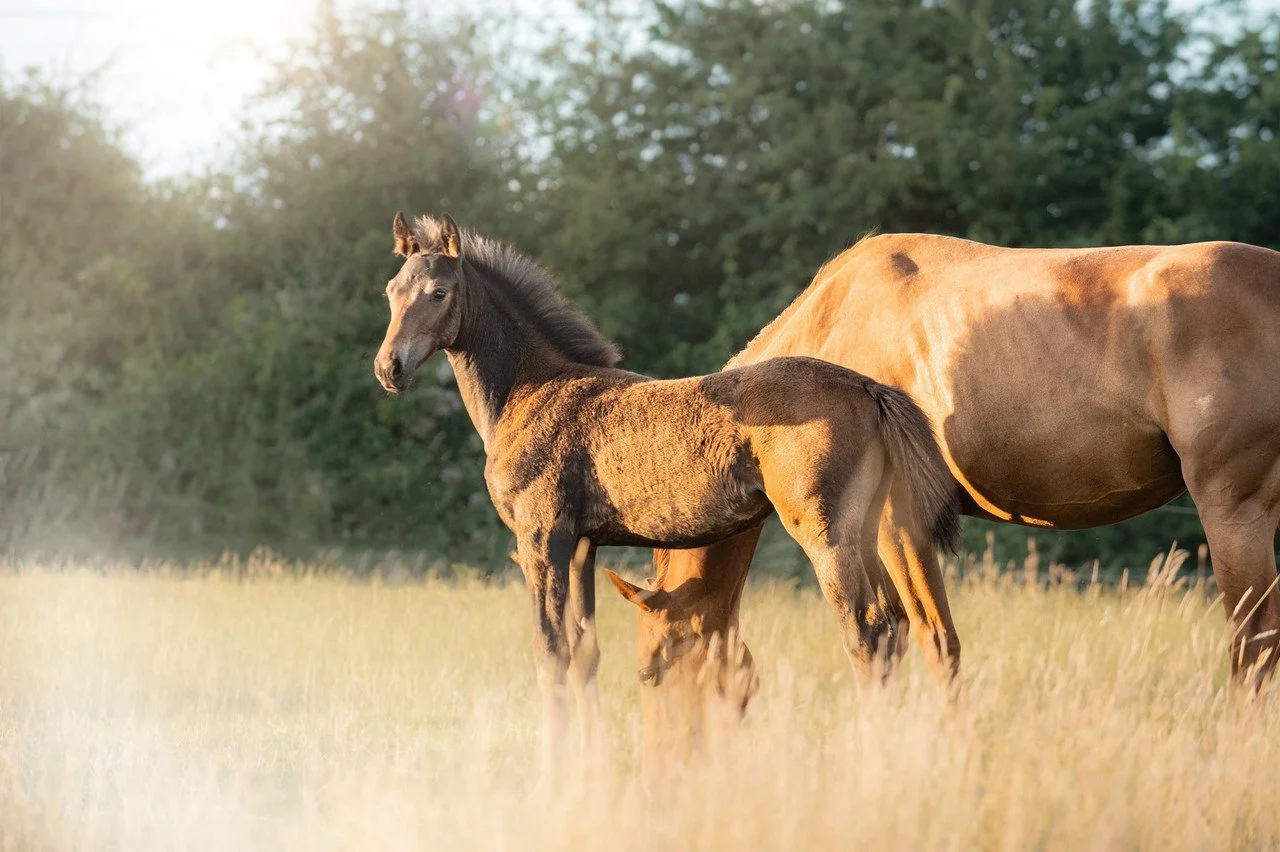 A young dark brown horse standing in a grassy field near a larger horse with a tan coat, both under sunlight with trees in background.