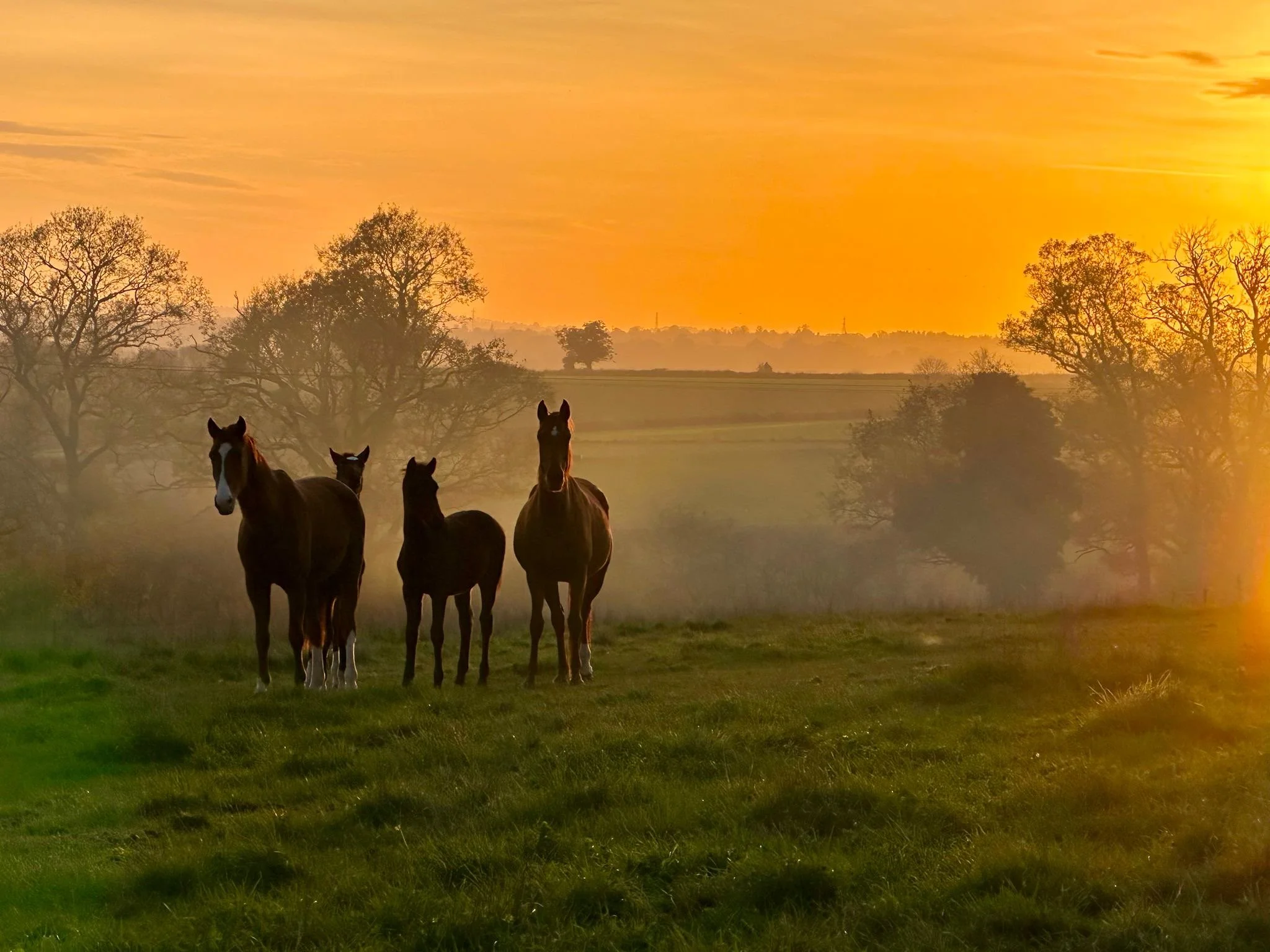 Three horses standing in a grassy field at sunset with trees and a distant horizon in the background.