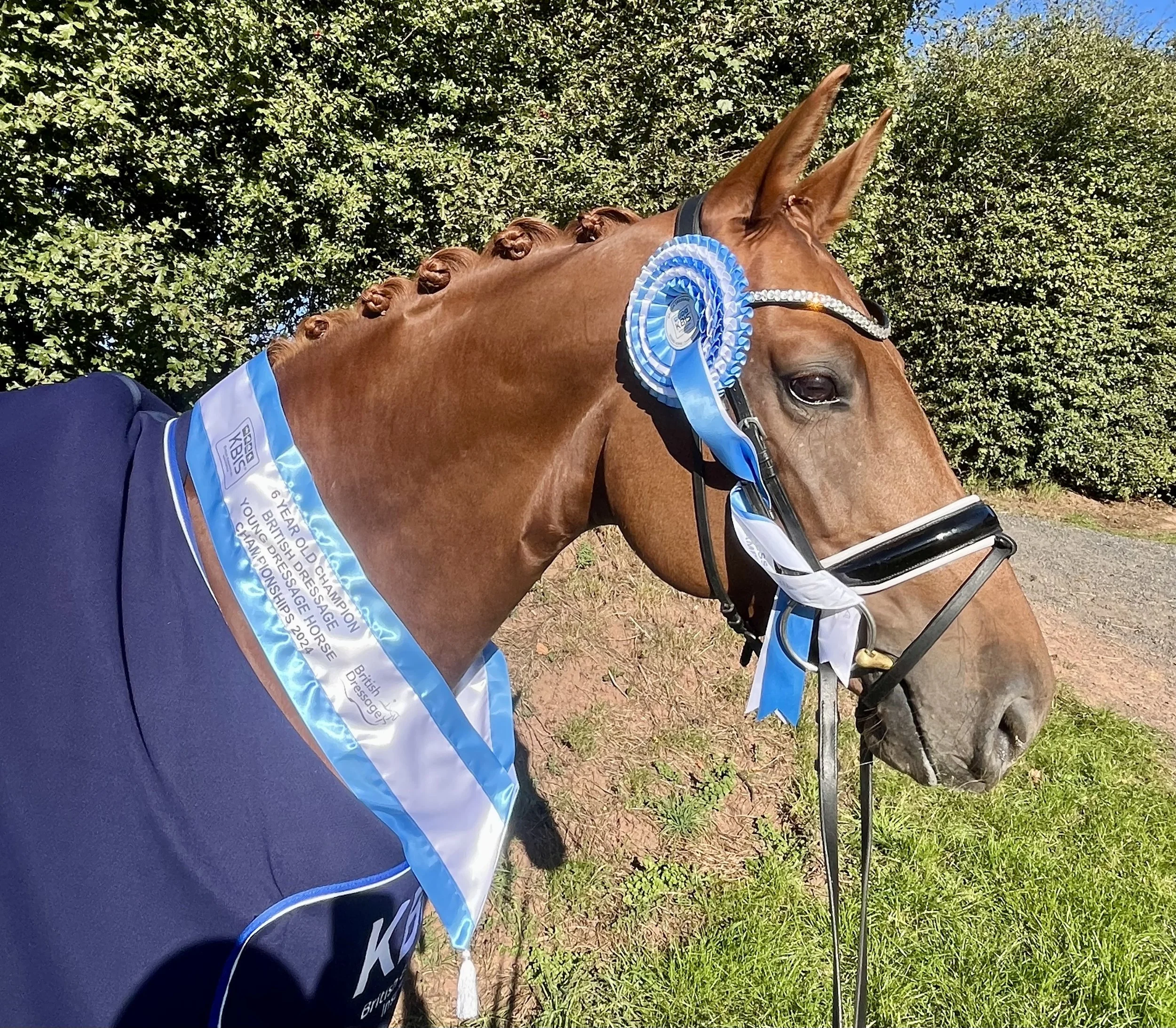 A chestnut horse wearing a black bridle, a blue and white sash, a blue rosette, and a blue ribbon, standing outdoors with green bushes in the background. The horse has a decorated braided mane and a shiny coat.
