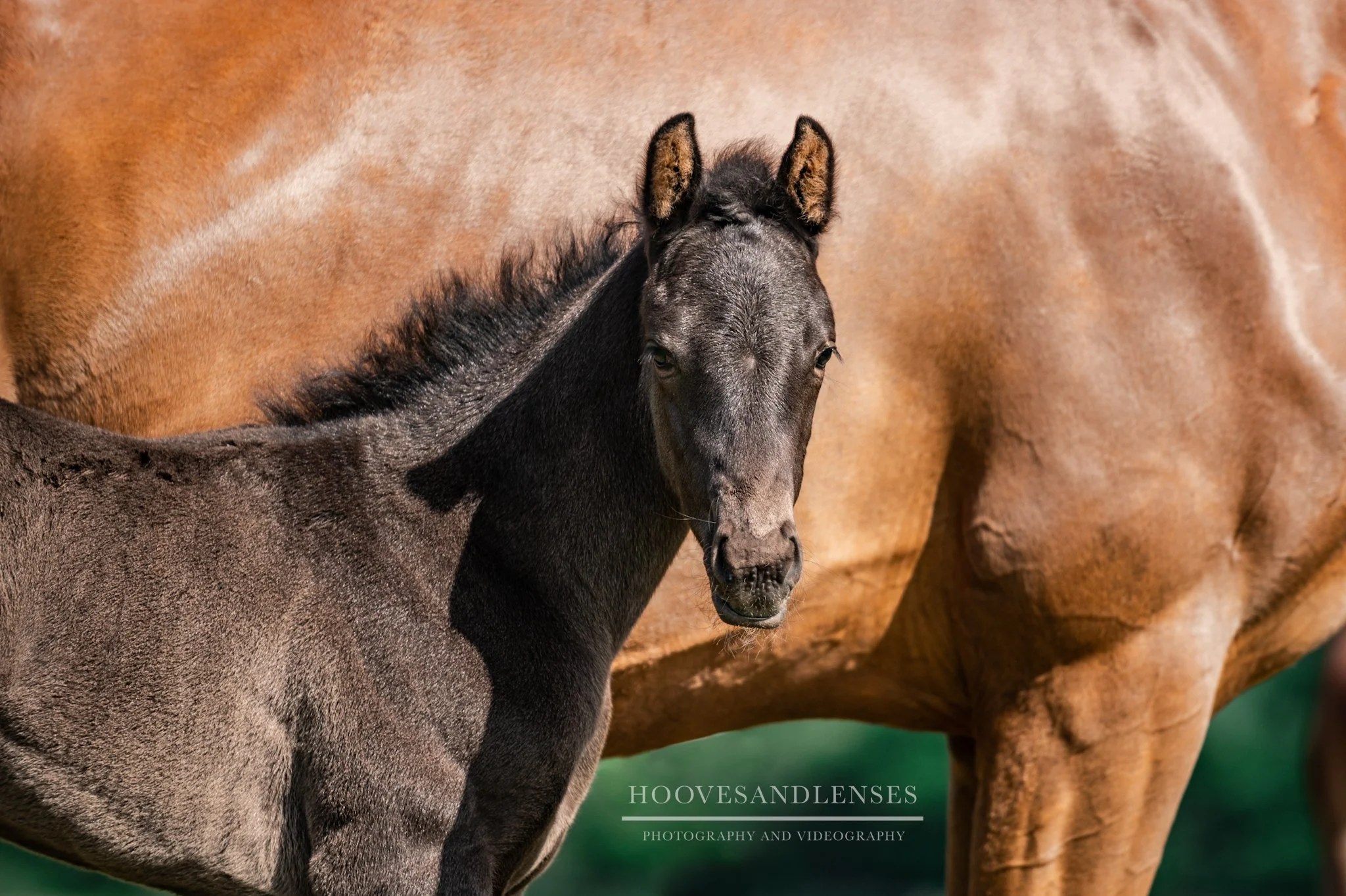 A close-up of a black foal next to a larger brown horse, with the focus on the foal's face and upper body.