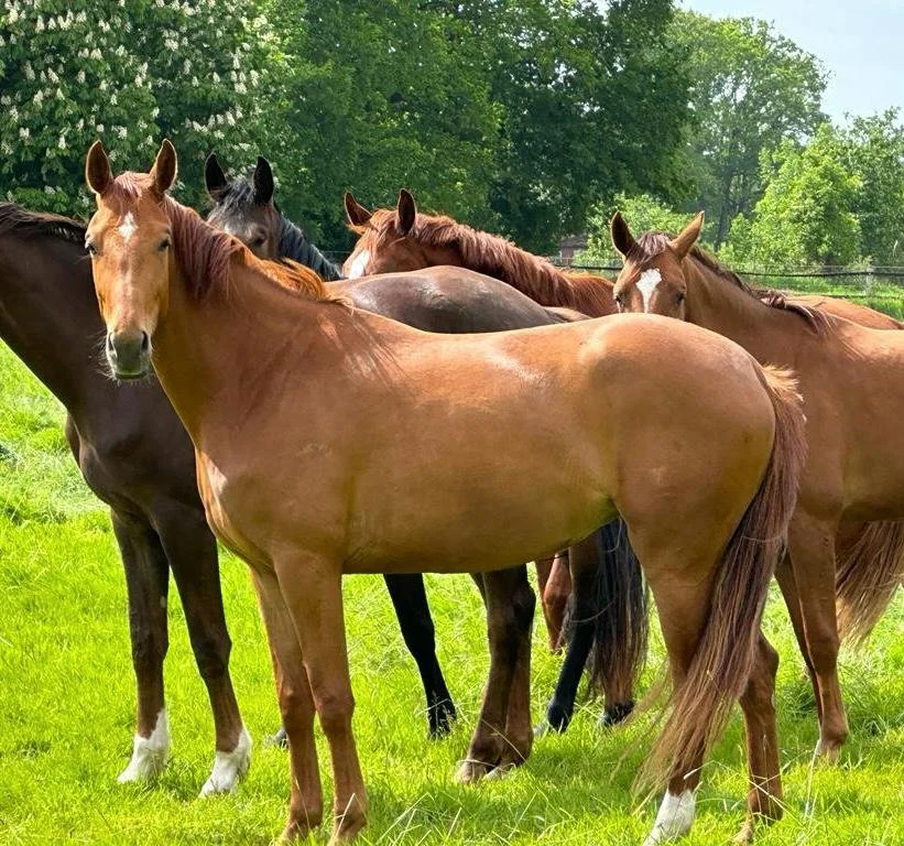 Group of horses standing on green grass with trees in the background.
