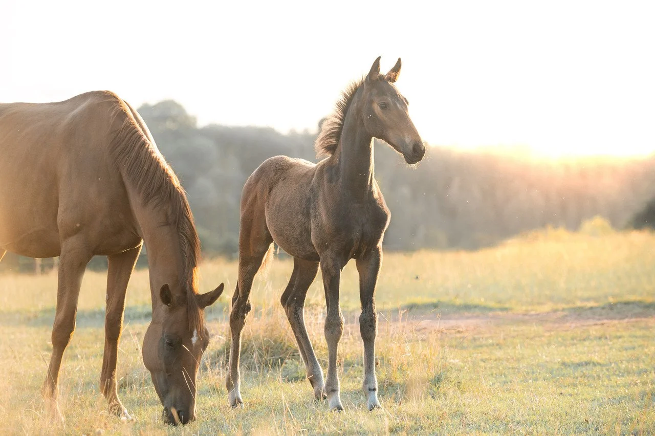 A foal standing next to an adult horse in a grassy field during sunset.