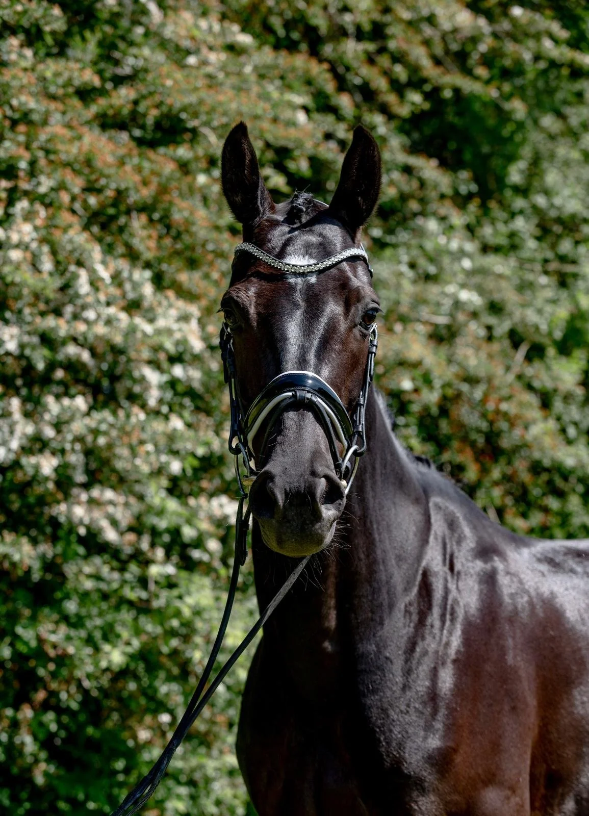 Close-up of a dark brown horse wearing a decorative bridle with a headband, standing outdoors with green trees in the background.
