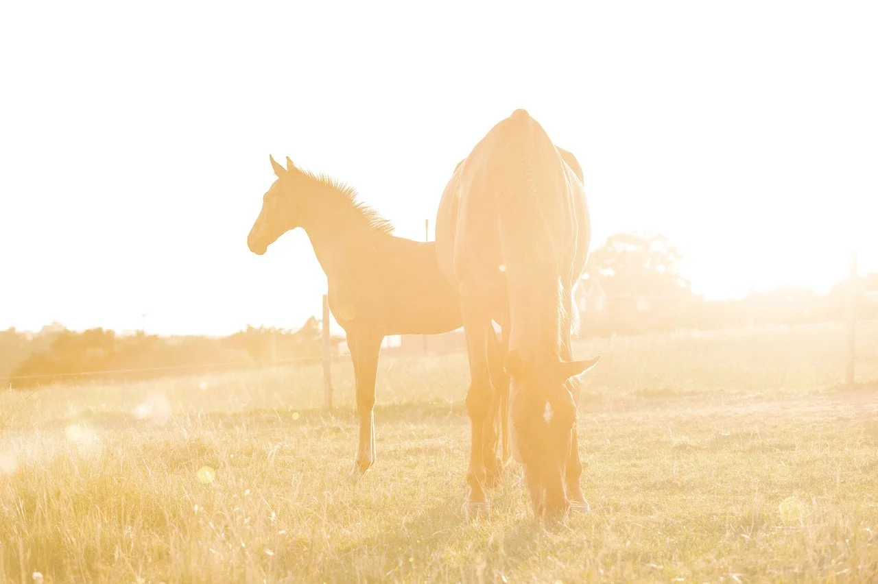 Two horses grazing in a field during sunset, one with a light-colored coat and the other with a darker coat, with sunlight creating a warm glow.
