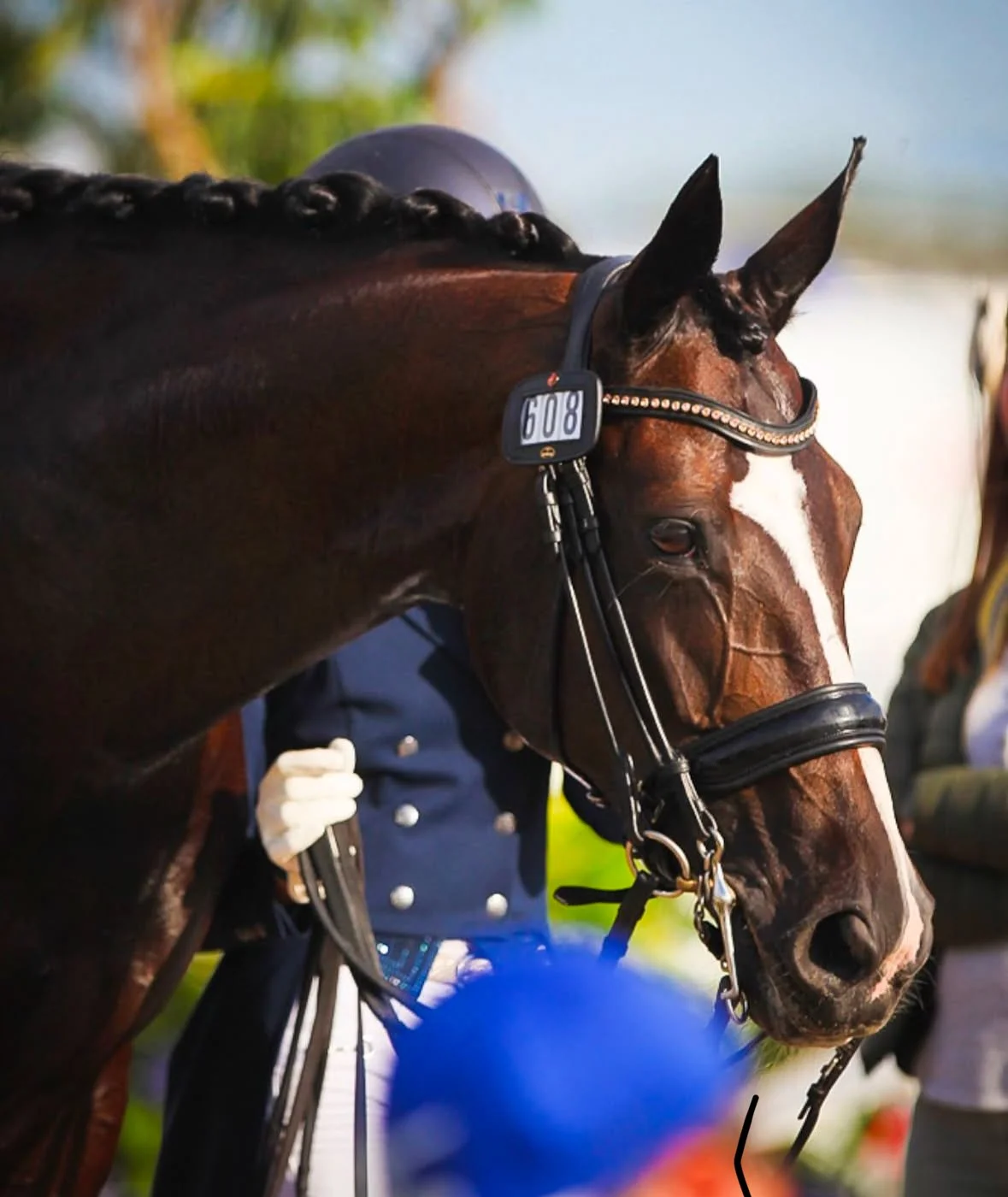 Close-up of a brown horse with a white stripe on its face, wearing a bridle and an electronic sensor on its head at a horse racing event.