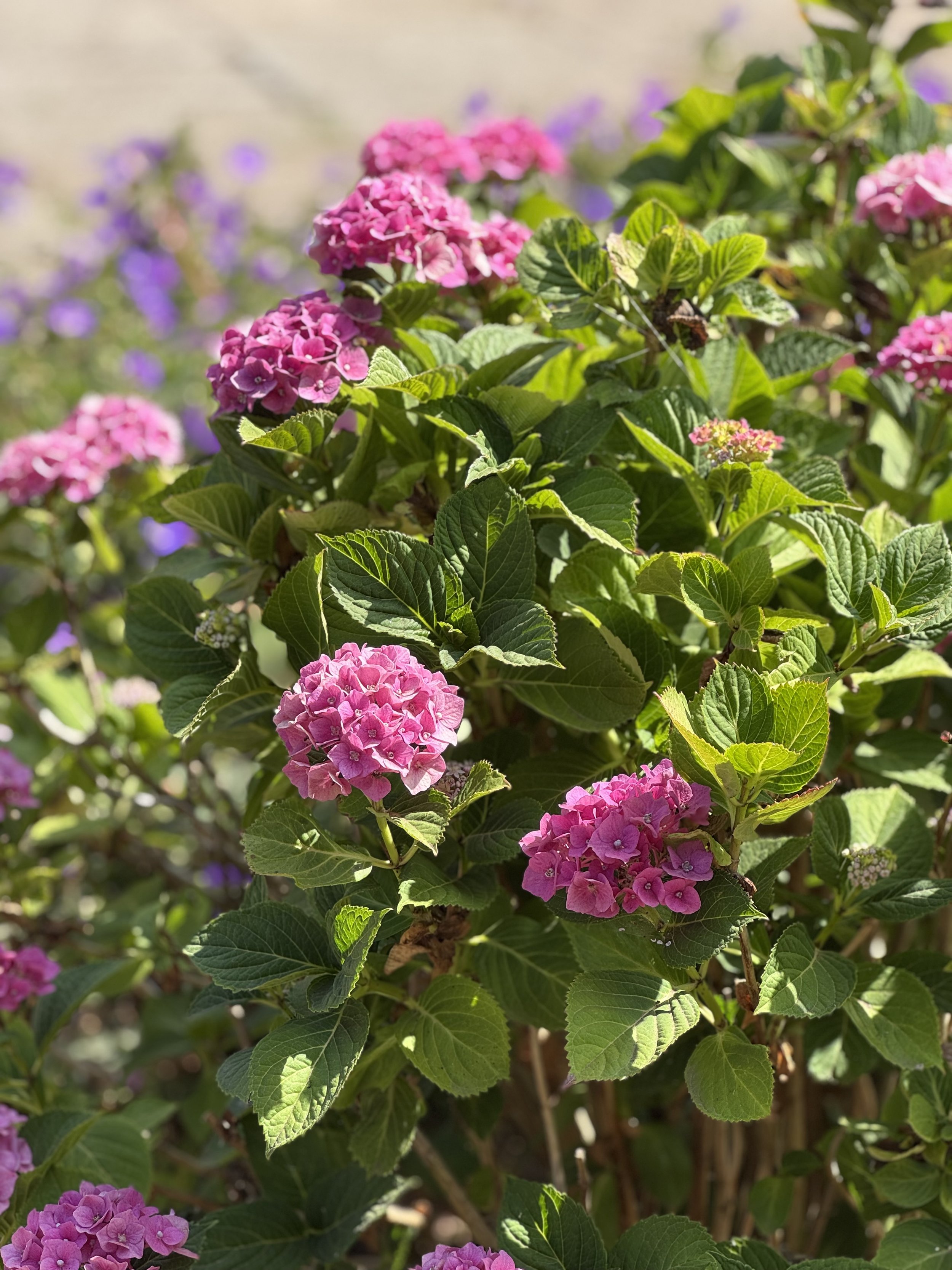Pink and purple hydrangea flowers with green leaves in sunlight.