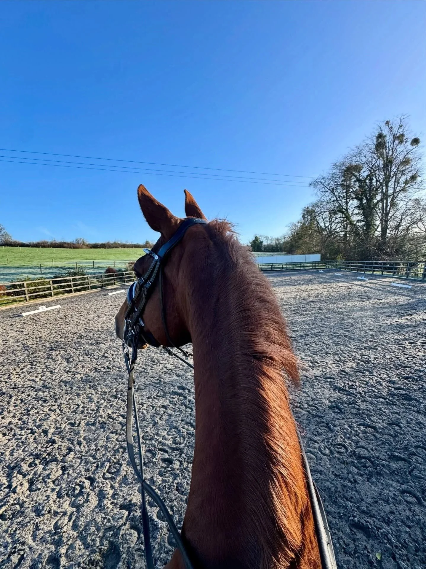 View from behind a brown horse with a harness on an outdoor riding arena, with green fields and trees in the background under a clear blue sky.