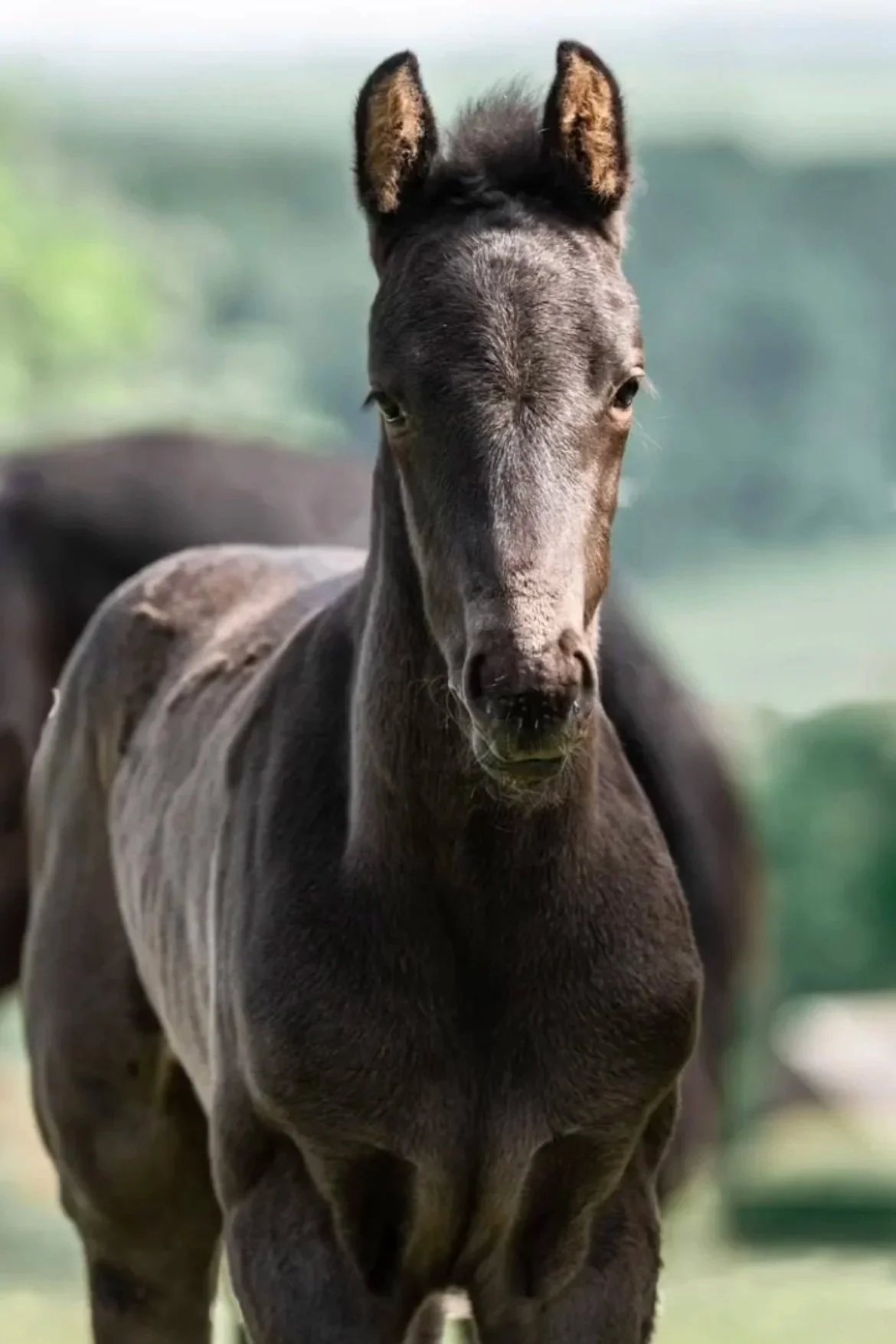 A young dark brown foal with erect ears standing outdoors with a blurred background of greenery.