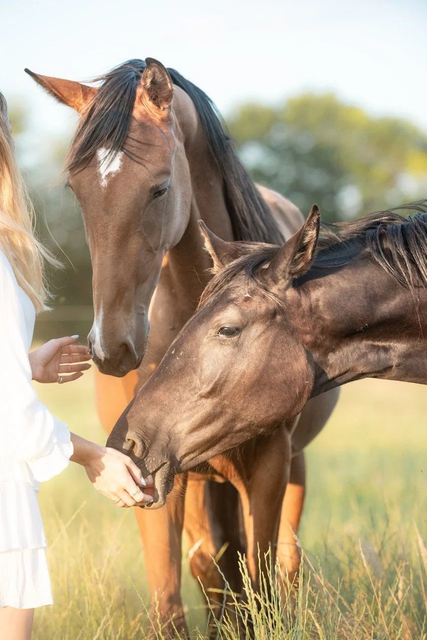 A woman in a white dress feeding a brown horse with a person in the background, and a second larger horse standing nearby in a grassy field with trees in the background.