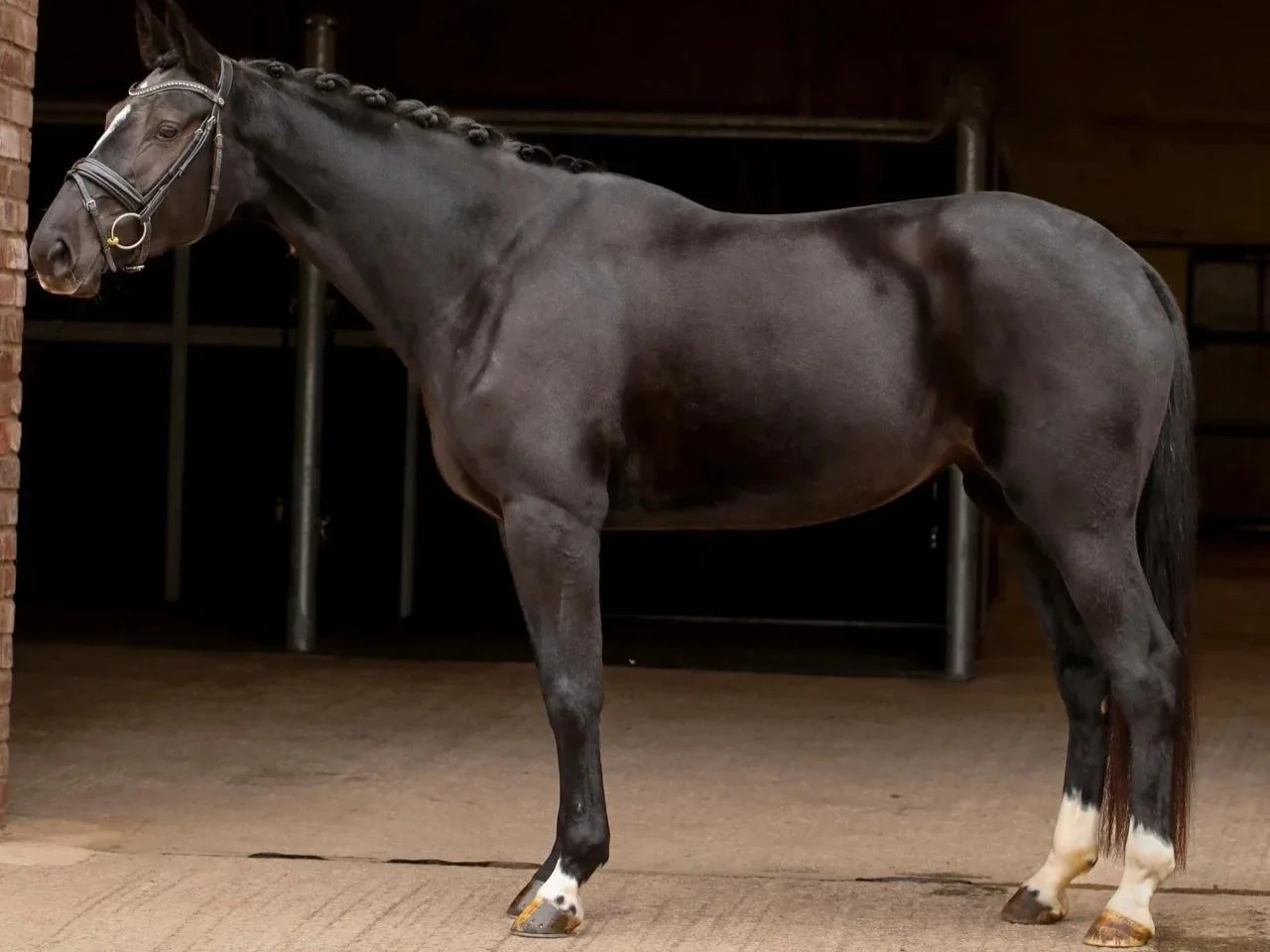 A black horse standing in a stable with braided mane and white markings on its lower legs.