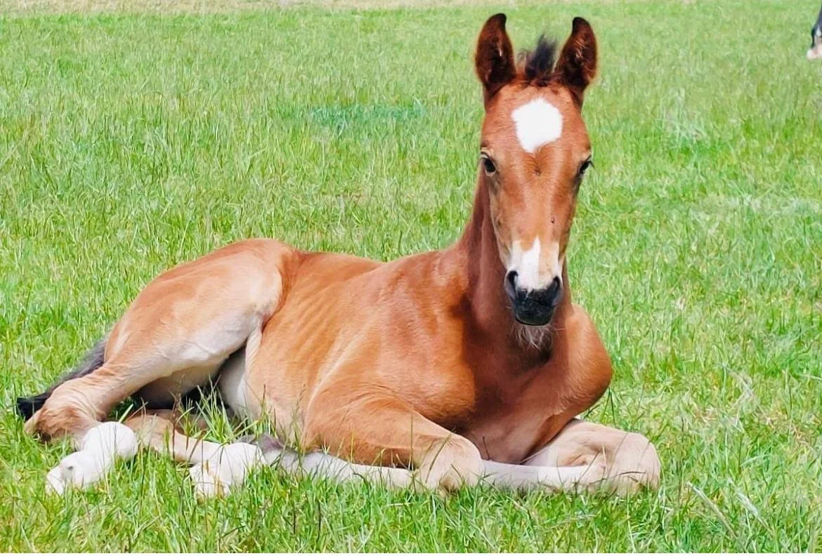 Young brown foal lying on green grass field with a white star-shaped mark on its face, surrounded by lush grass.