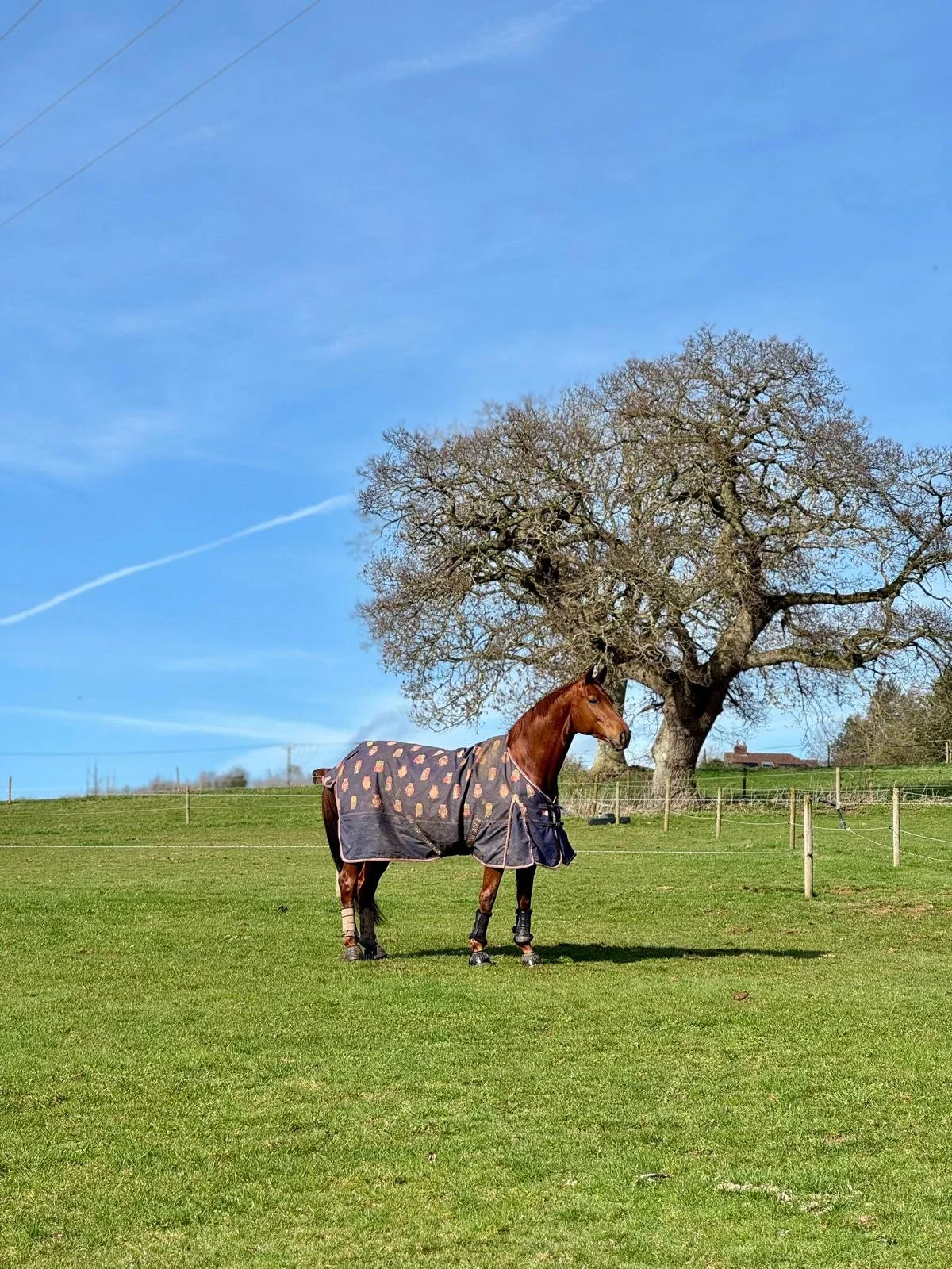 A brown horse wearing a blanket standing on a green field with a large leafless tree in the background under a blue sky.