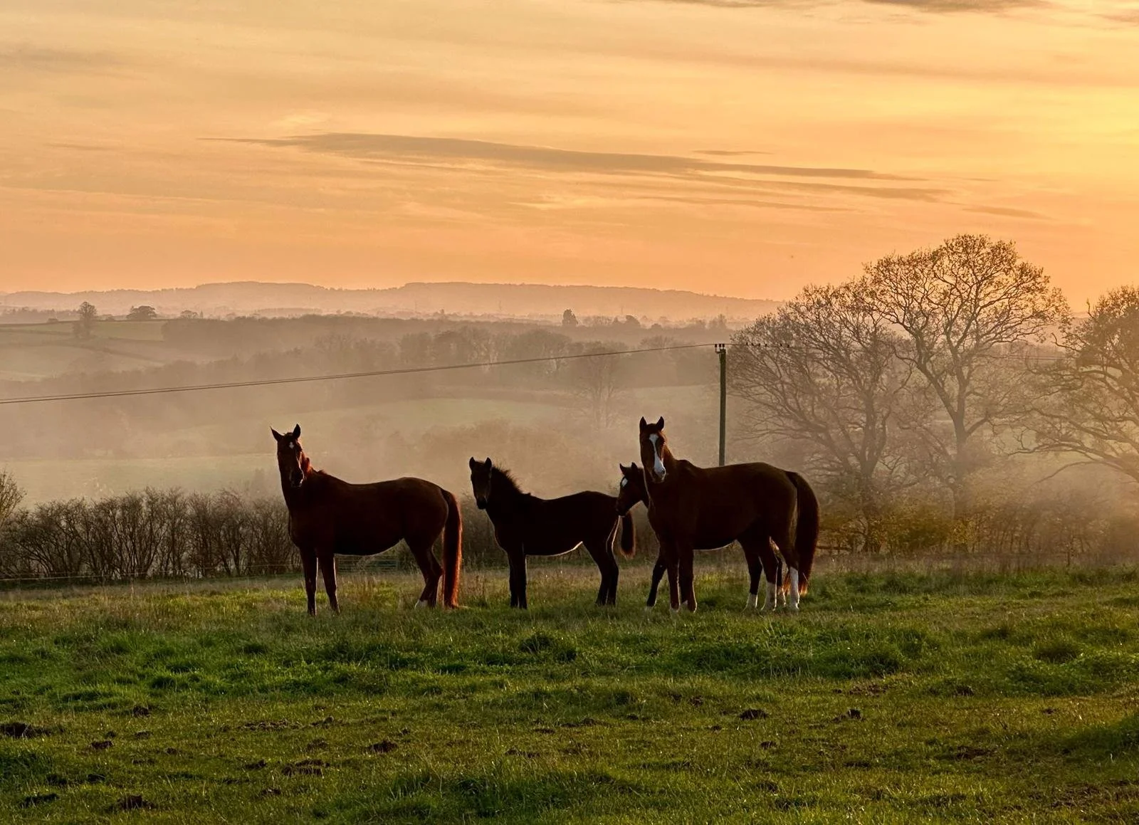 Three horses standing on a grassy field at sunset with rolling hills and trees in the background.