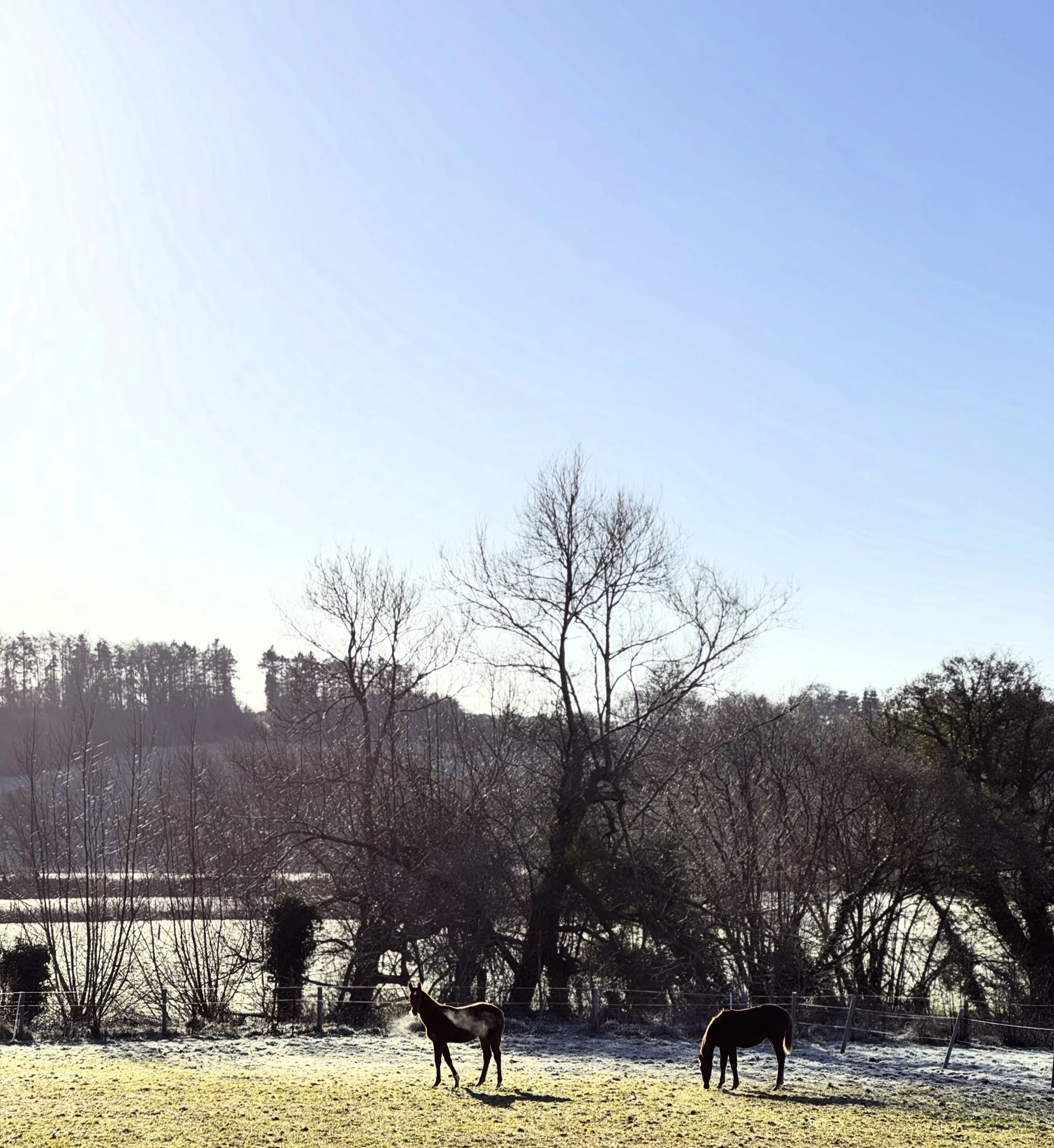 Two horses grazing on a frosty field near a fence with leafless trees under a clear blue sky.