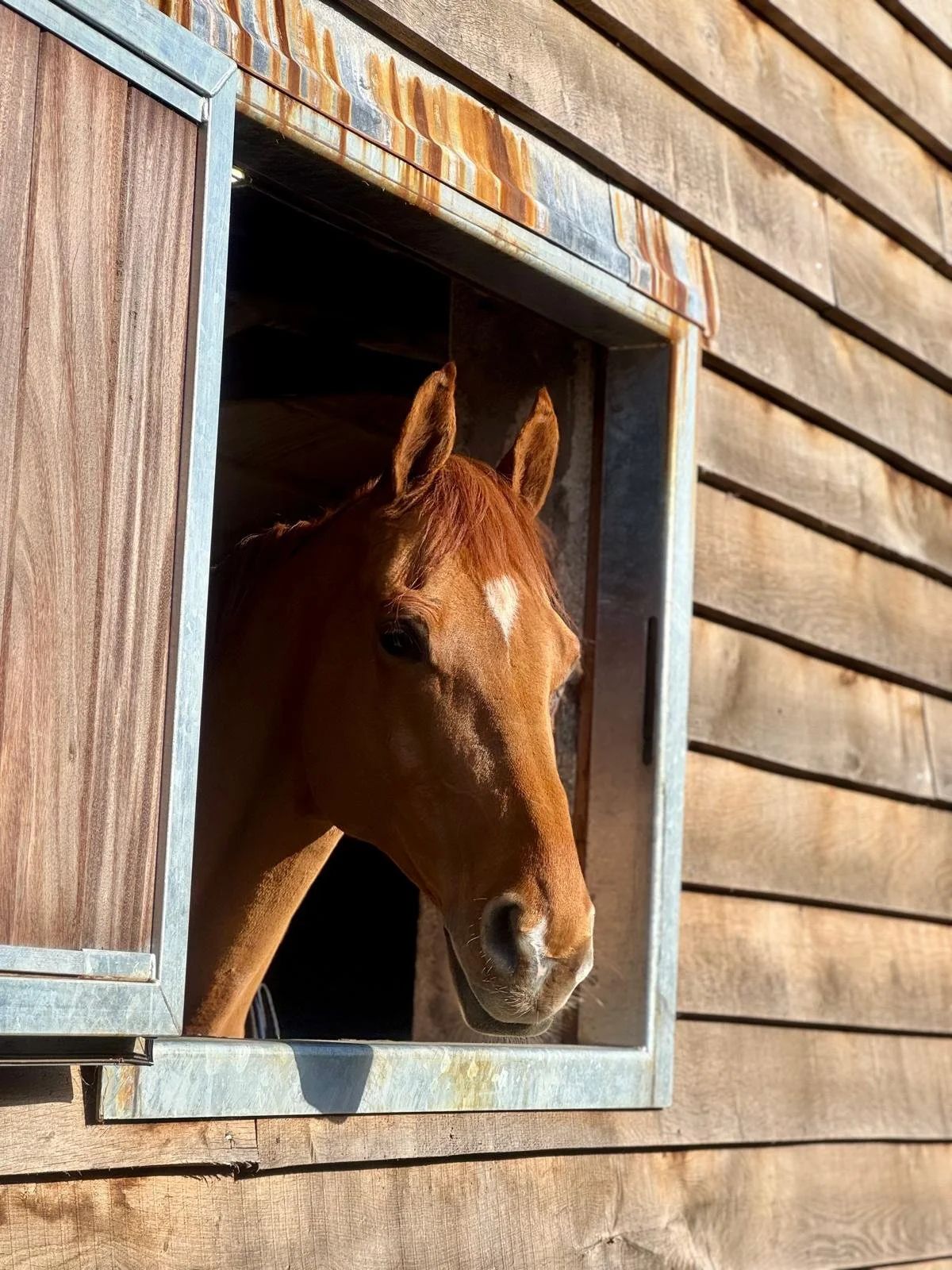 A brown horse looking out of a barn window with a wooden exterior.