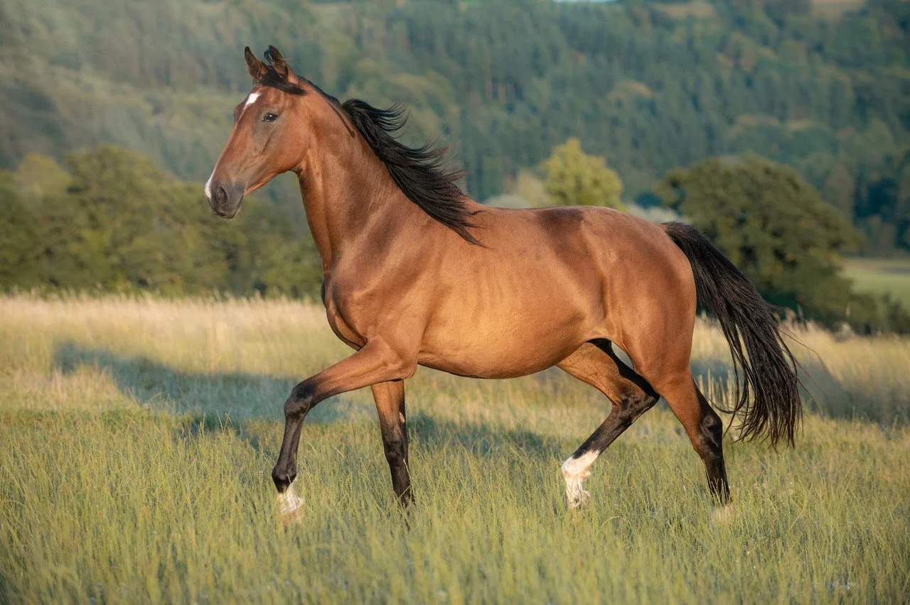 A brown horse with black mane and tail running through a grassy field with trees in the background.