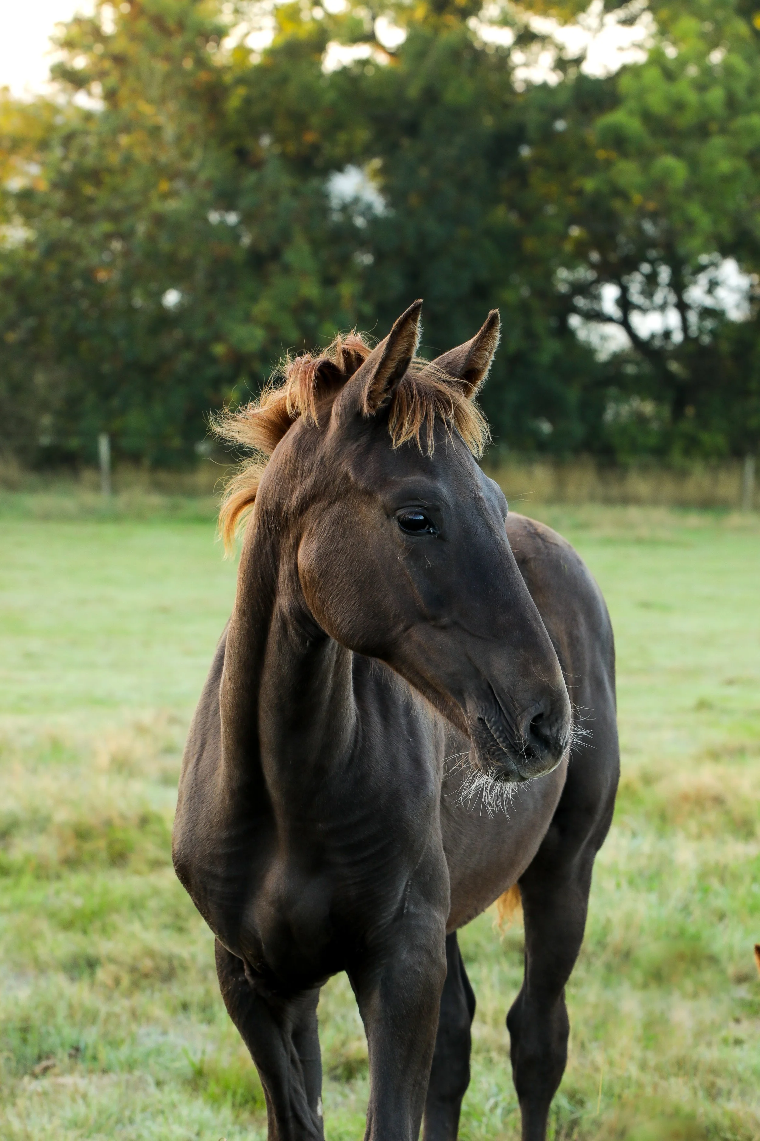 A brown horse with a light tan mane standing in a grassy field with trees in the background.