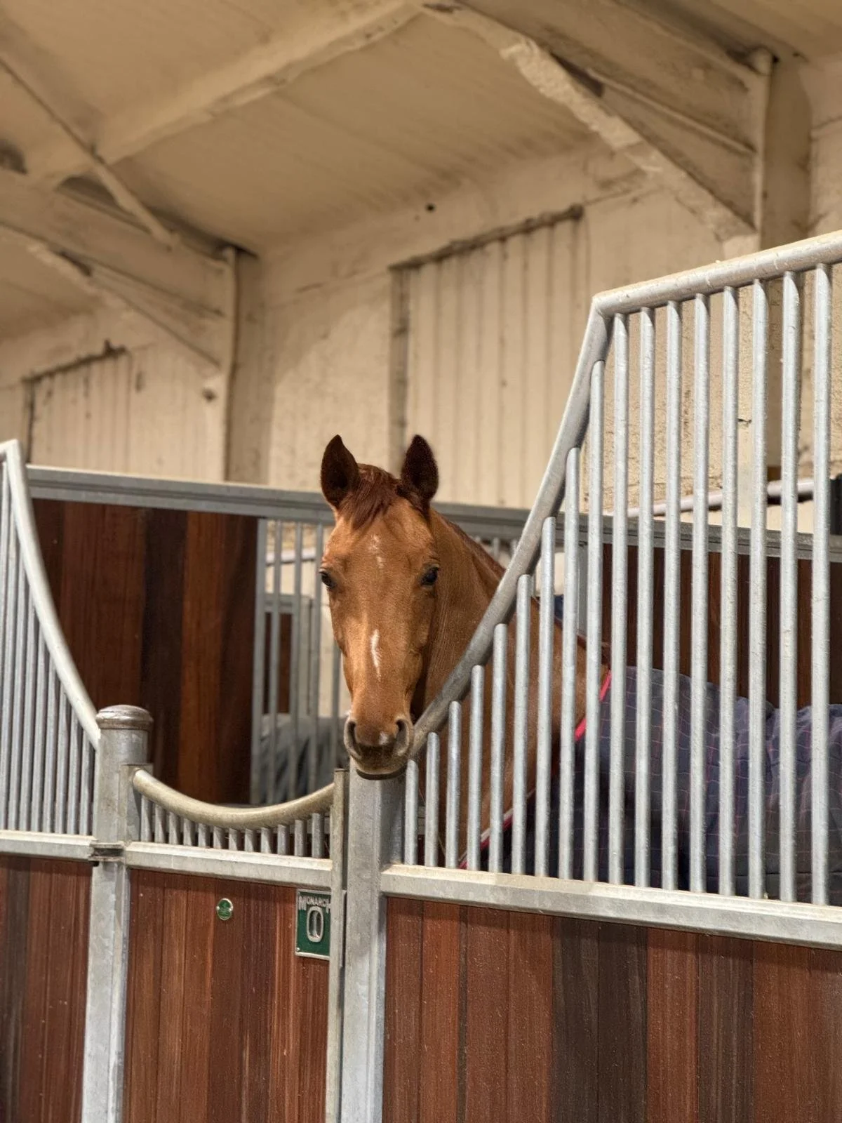A brown horse with a white stripe on its face in a stable, resting its head on the metal bars of its stall.