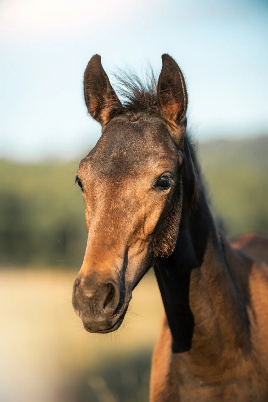 Close-up of a young dark brown foal with a lighter brown face and black mane, standing outdoors with a blurred background of green fields and a blue sky.