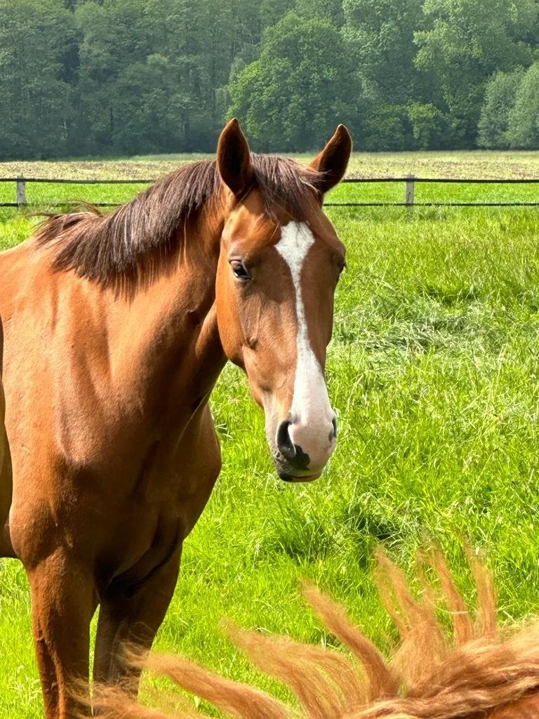 A brown horse with a white blaze on its face stands in a green pasture, looking at the camera, with another horse's mane visible at the bottom.
