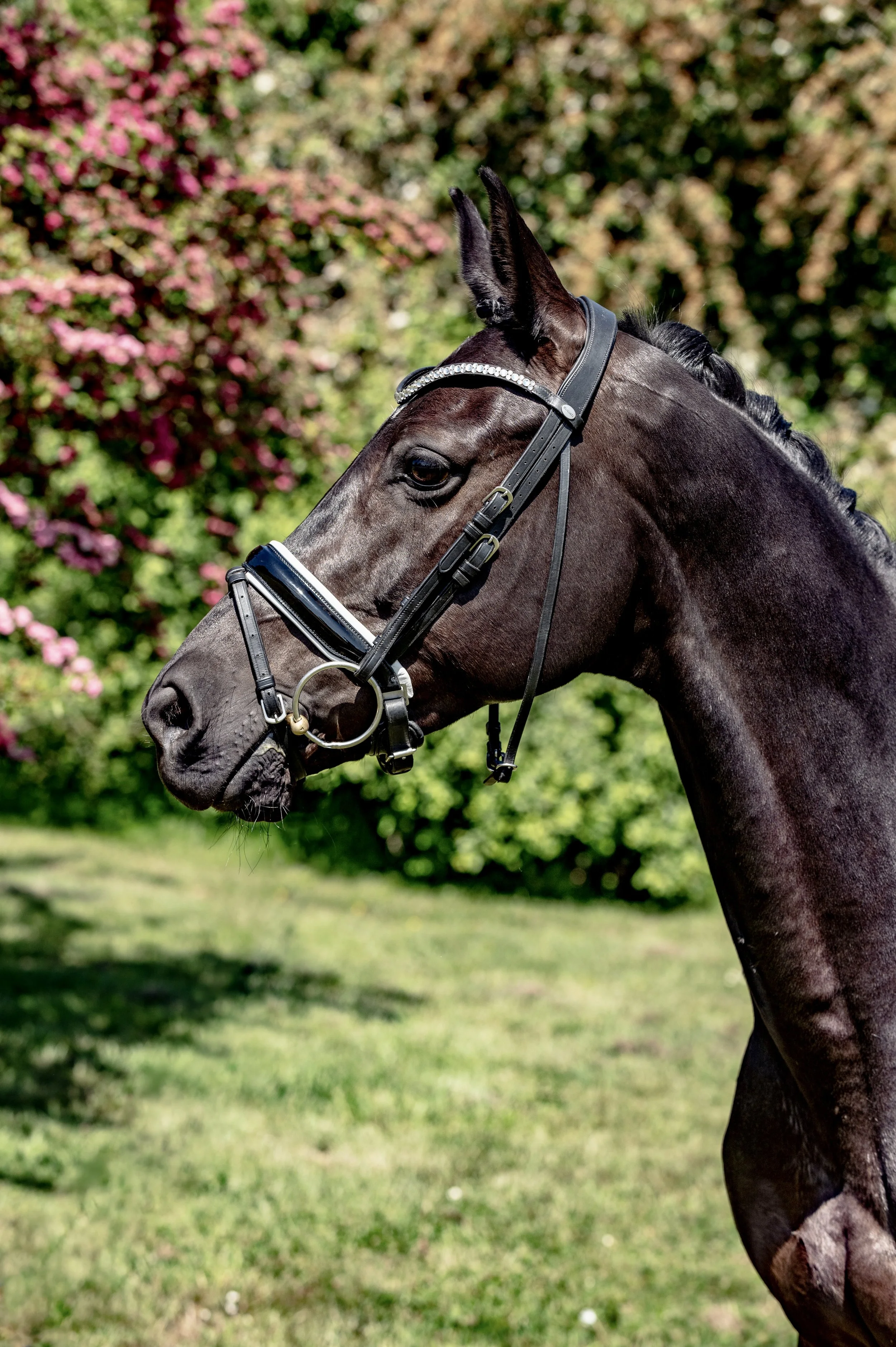 A close-up of a dark brown or black horse wearing a bridle with rhinestones, standing outdoors on grass with pink and green foliage in the background.