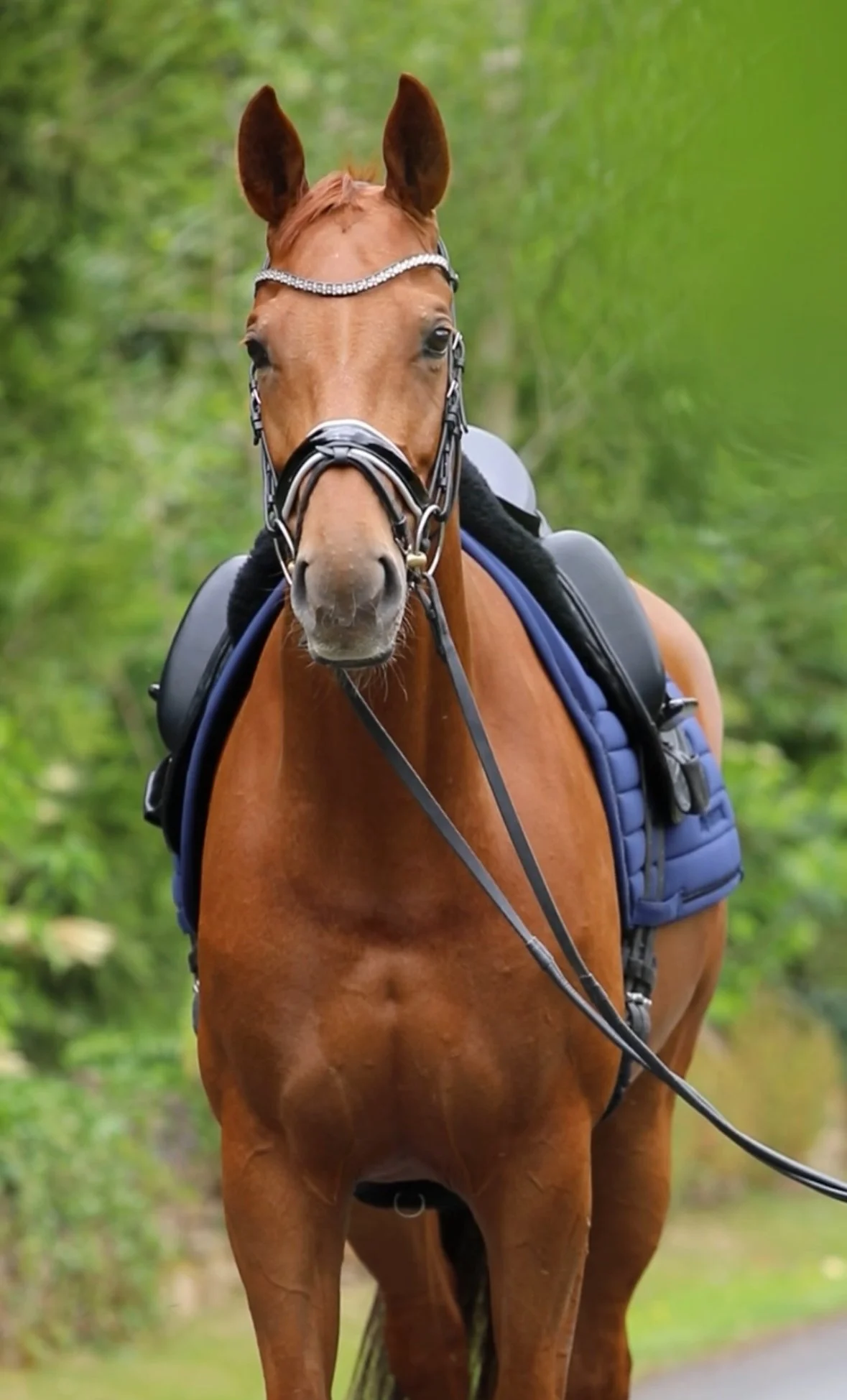 A brown horse with a white star-shaped mark on its forehead, wearing a bridle and saddle, standing outdoors on a greenery background.