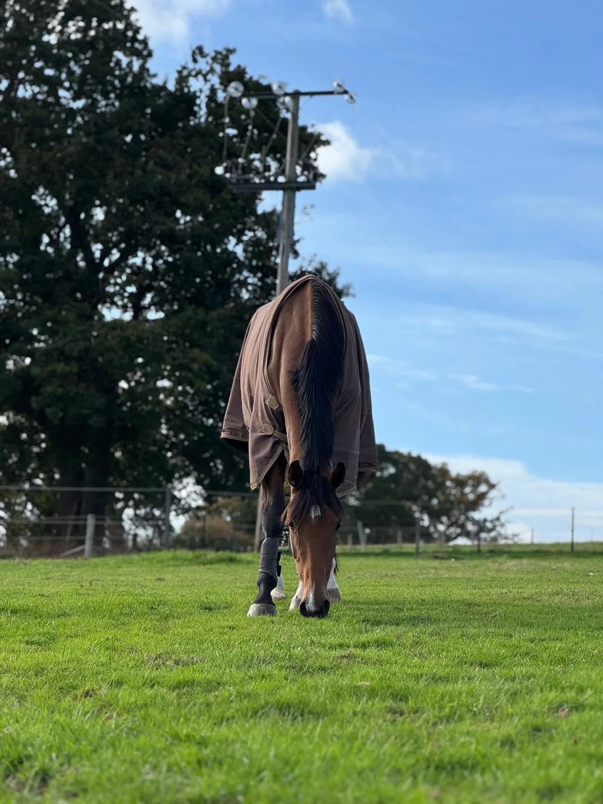 A brown horse with a black mane and tail, wearing a blanket and boots, grazing on green grass in a pasture with trees and a utility pole in the background.