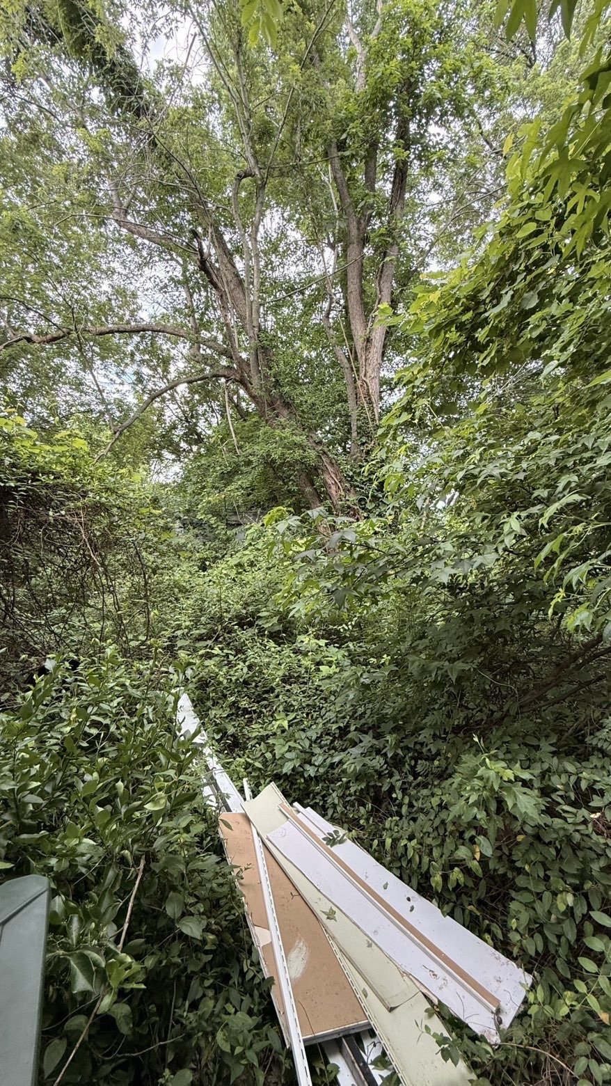 Overgrown backyard with trees and bushes, with discarded tree trimming or construction materials in the foreground.