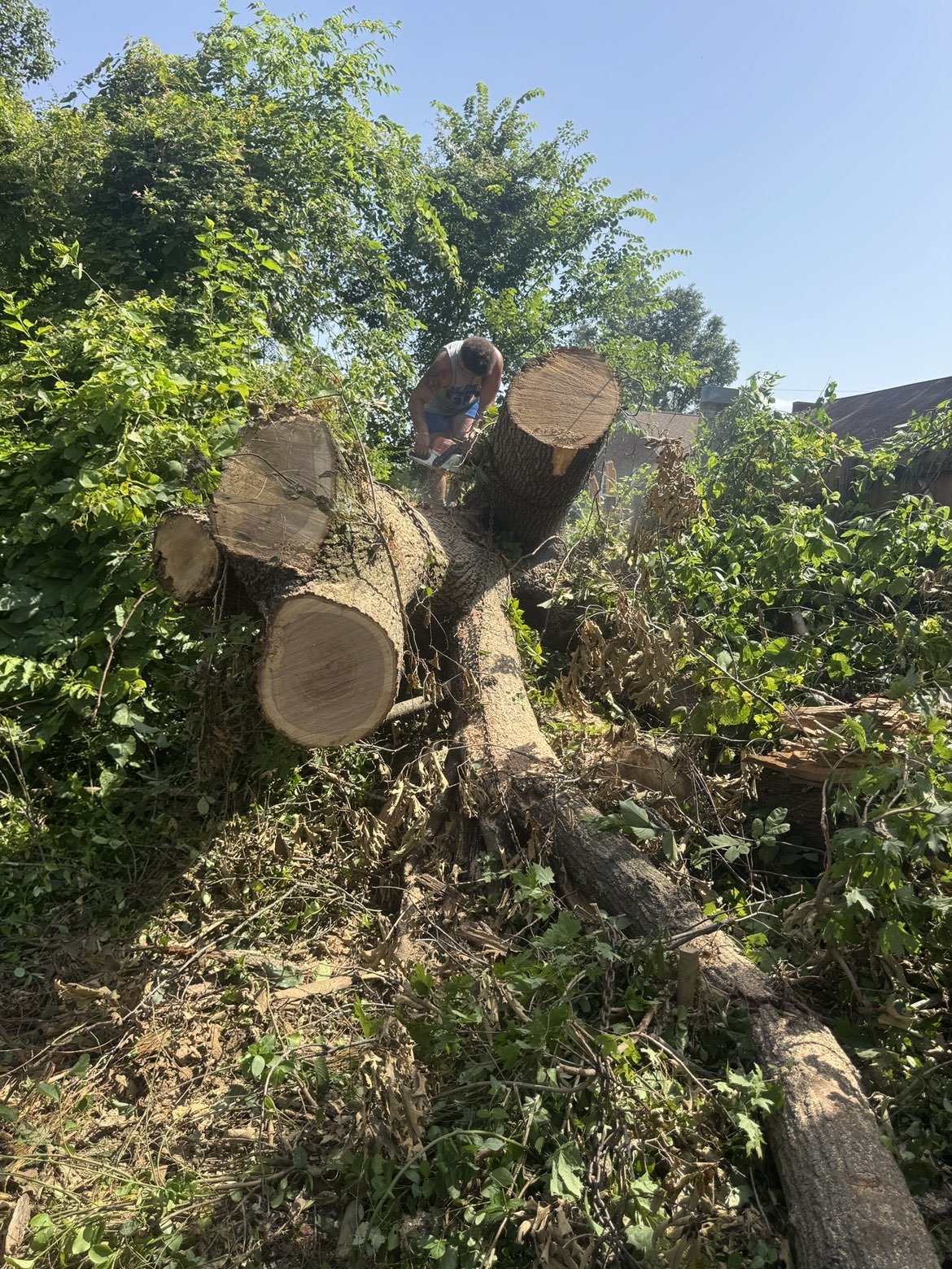 A person wearing a blue tank top is cutting a fallen tree with a chainsaw amidst green foliage and clear blue sky.